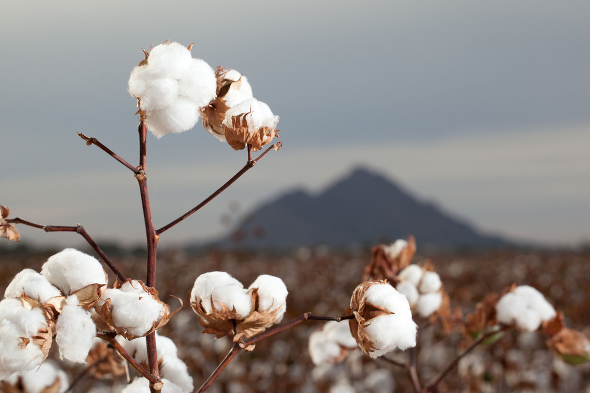 Cotton (Shutterstock)