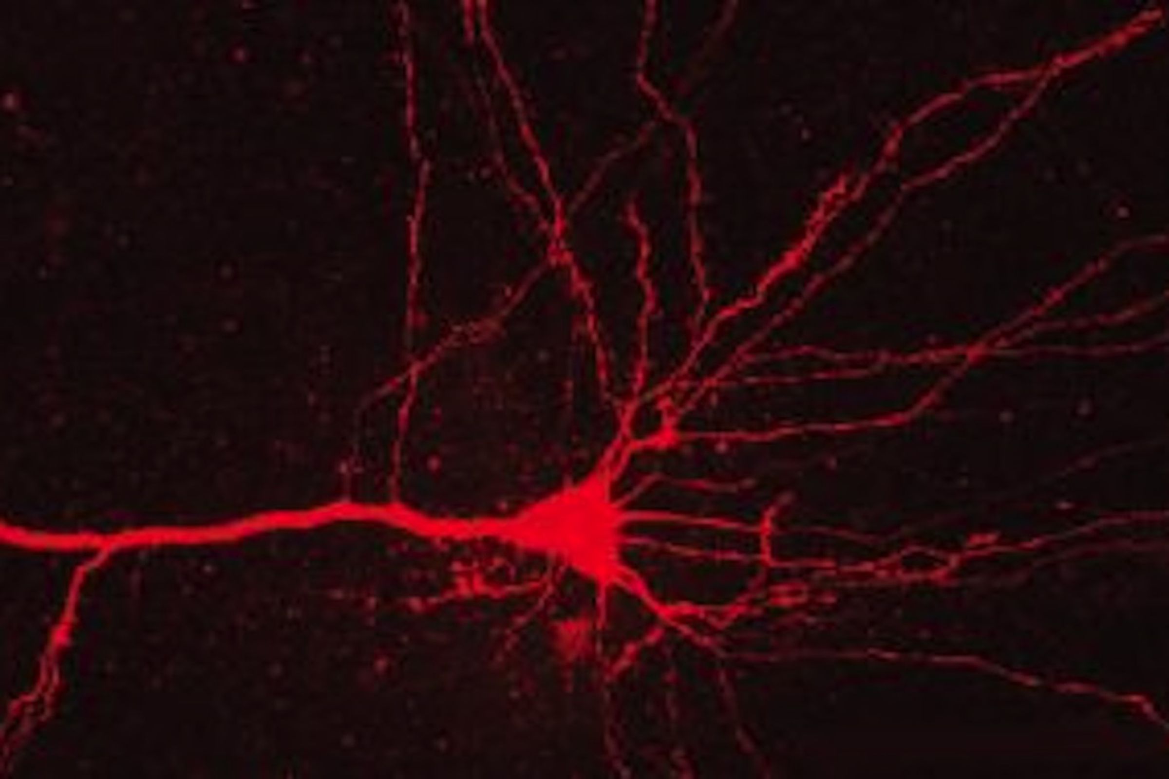 Neurons with light sensitive molecules