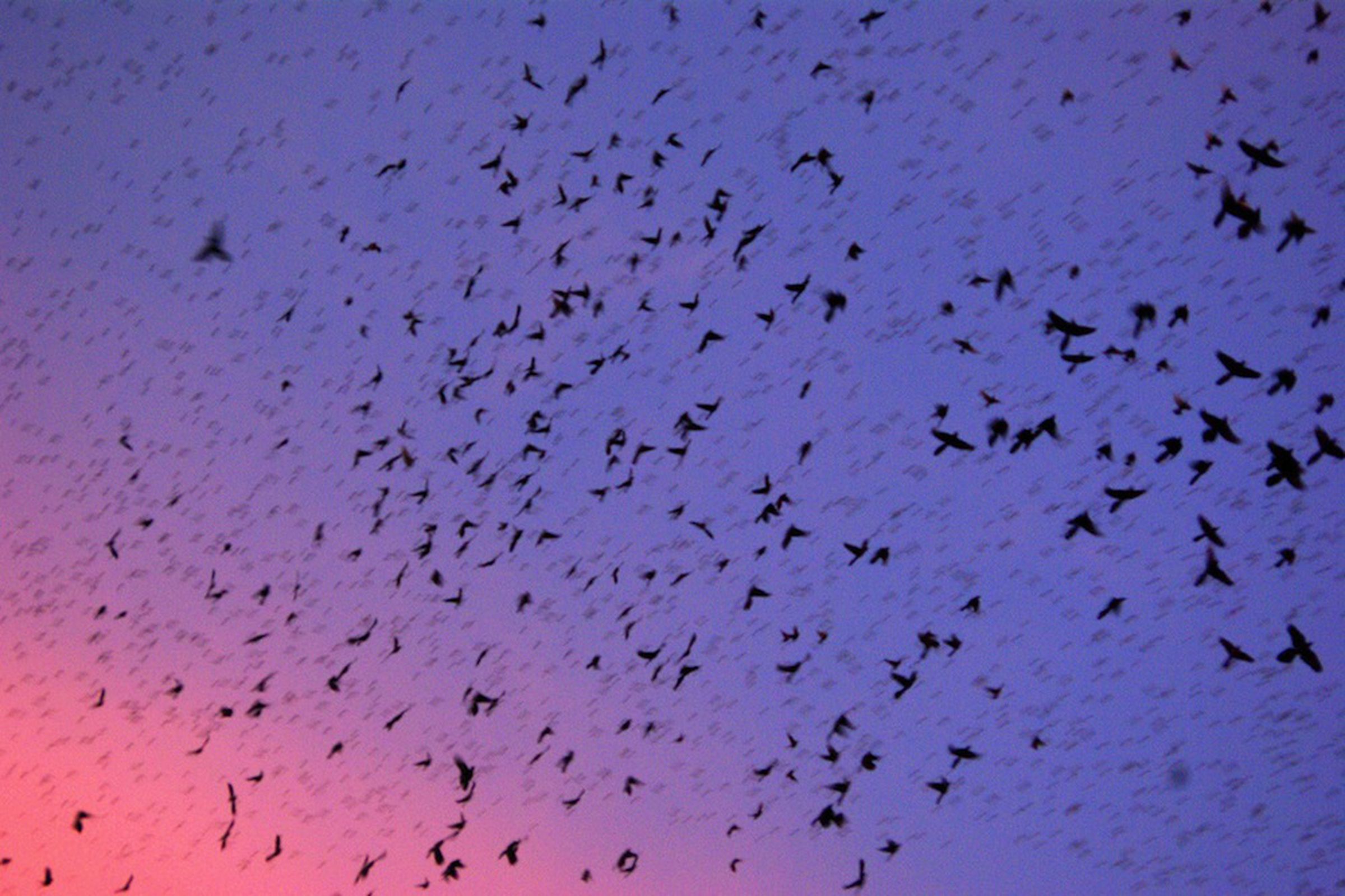 Grackles swarm (Credit: AlphaTangoBravo / Adam Baker/ Flickr CC-By-2.0)