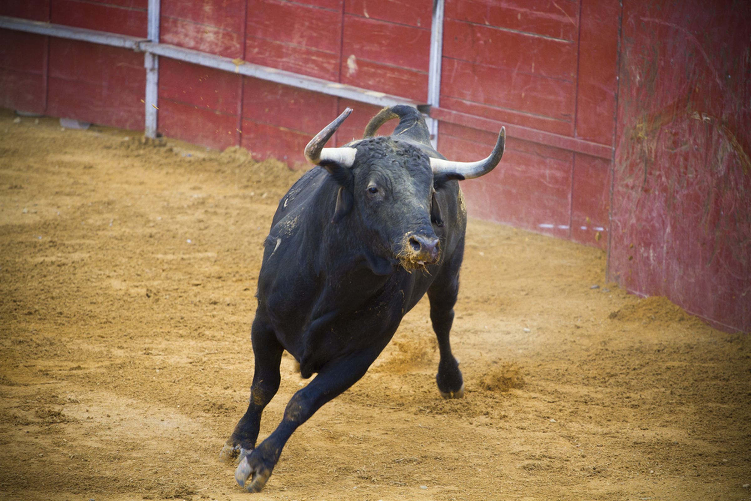 bull (SHUTTERSTOCK)