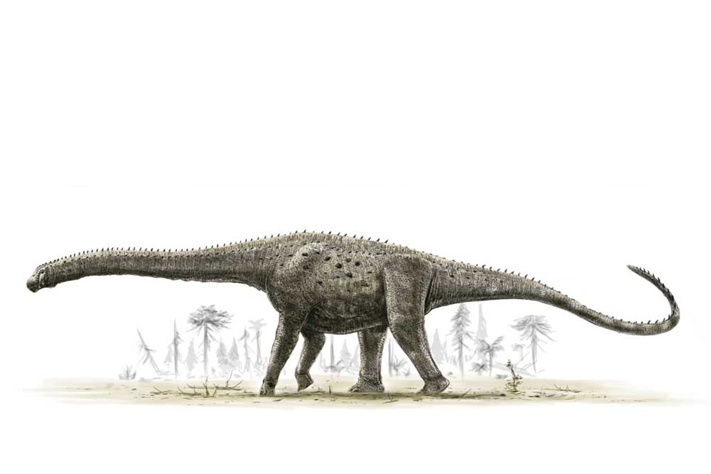 Illustration of Argentinosaurus, a massive sarupod similar to the dinosaur discovered this week in Argentina. 
