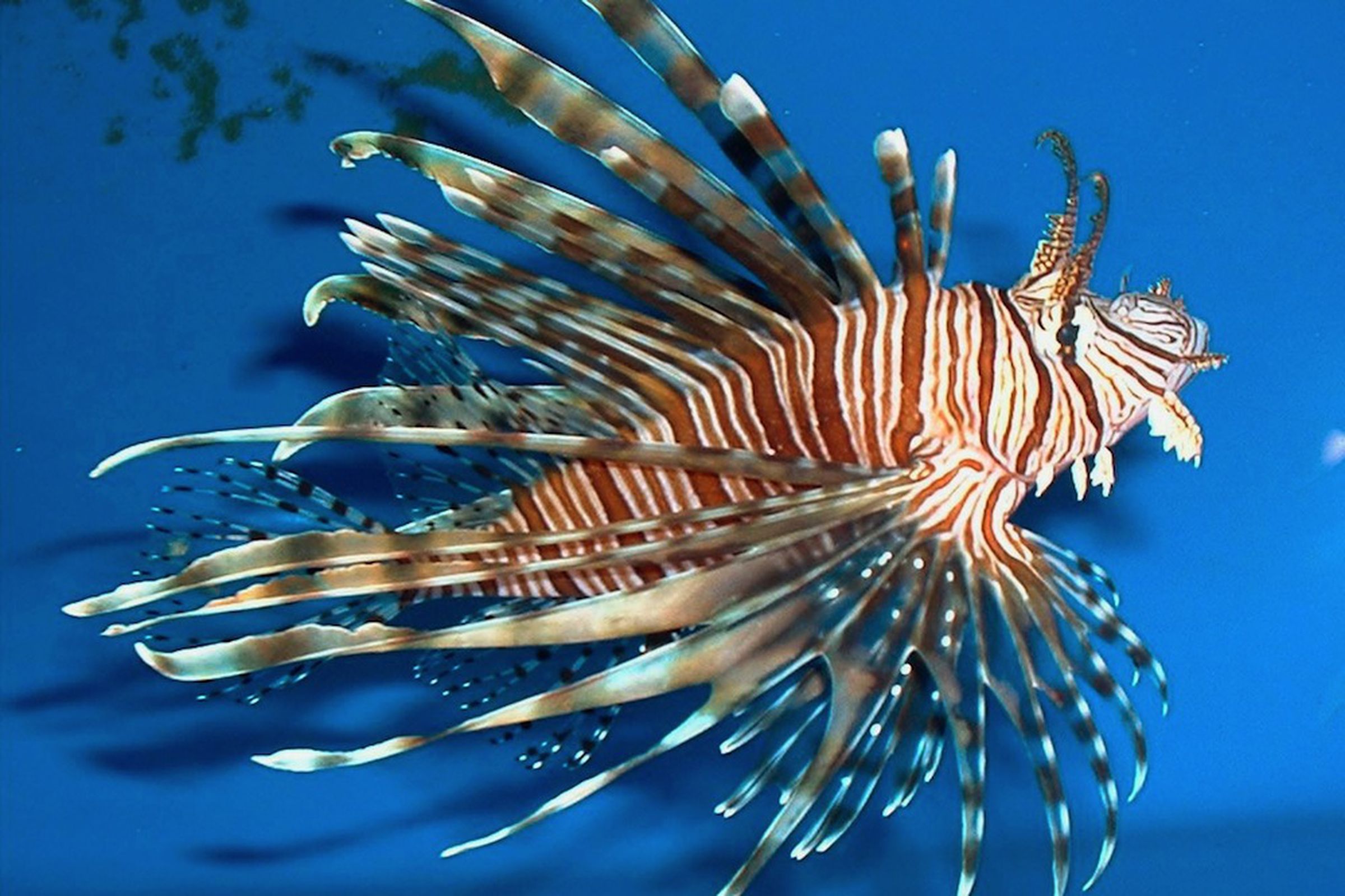 An adult Lionfish, an invasive species in the US, native to the Indian Ocean and South Pacific