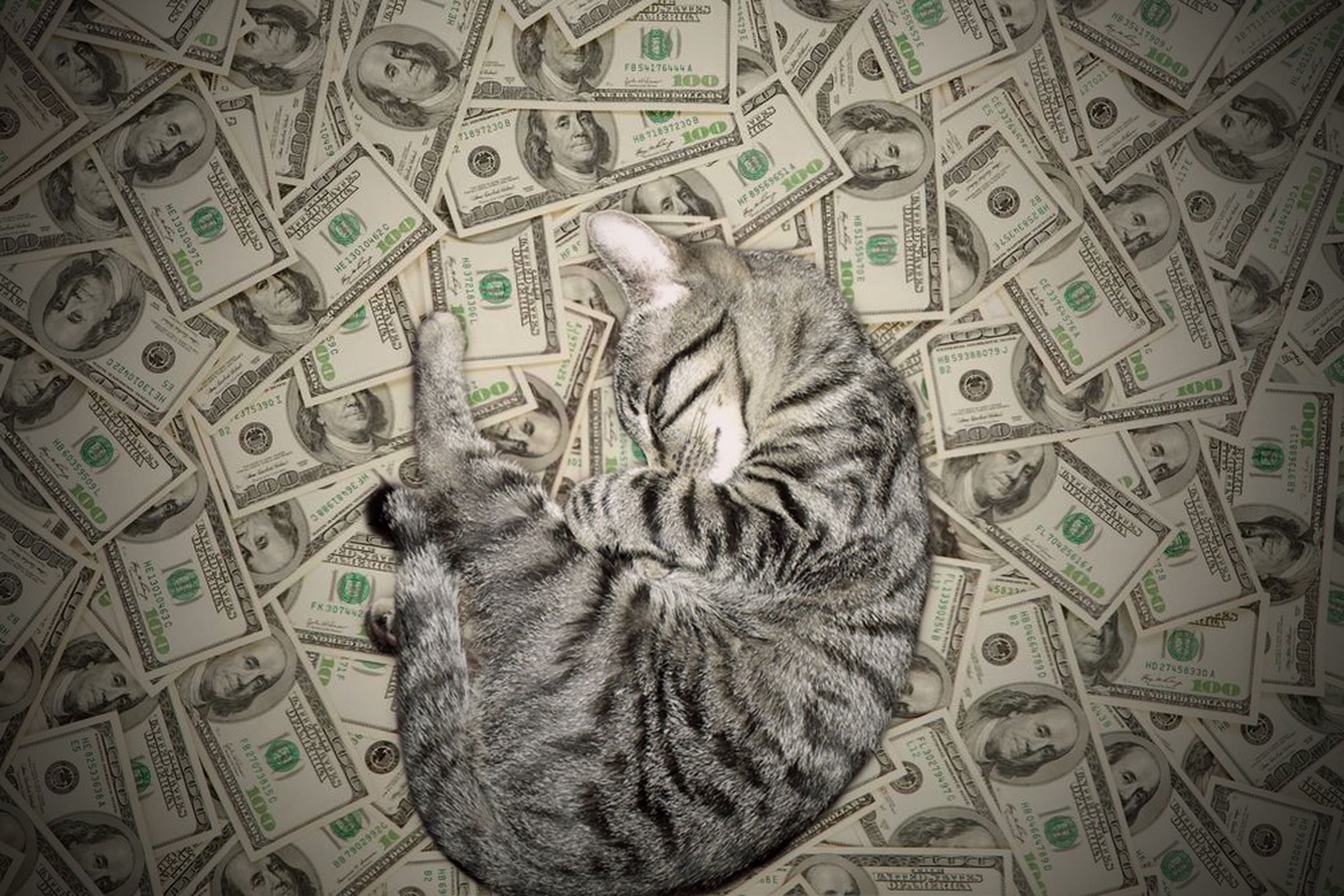 A cashcat from the popular Tumblr Cashcats.biz, which did not make the list because it features an assortment of cats