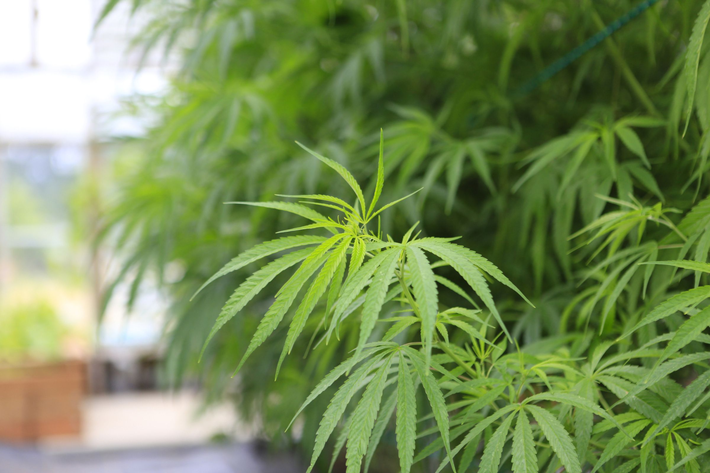 marijuana