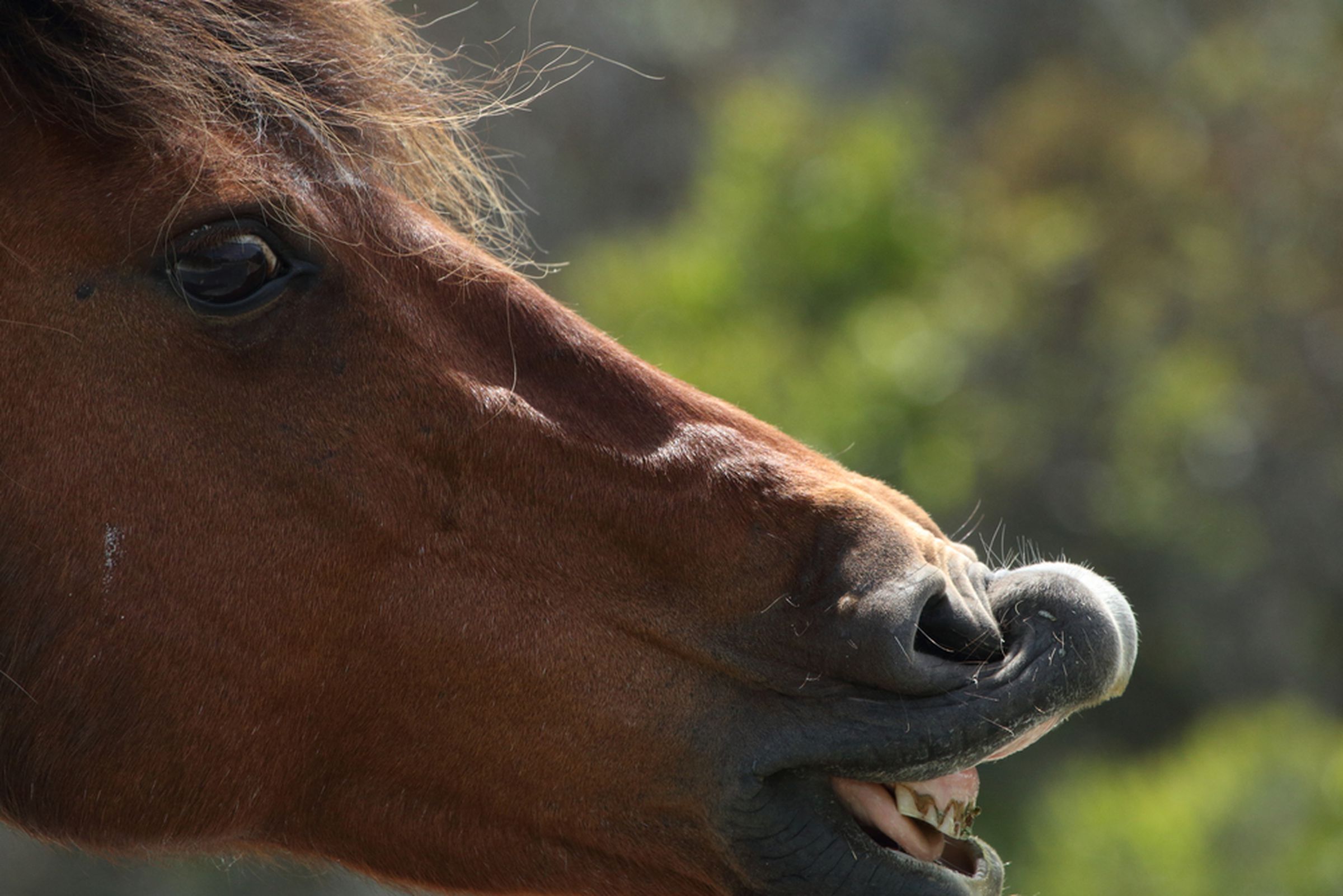 horse-shutterstock*