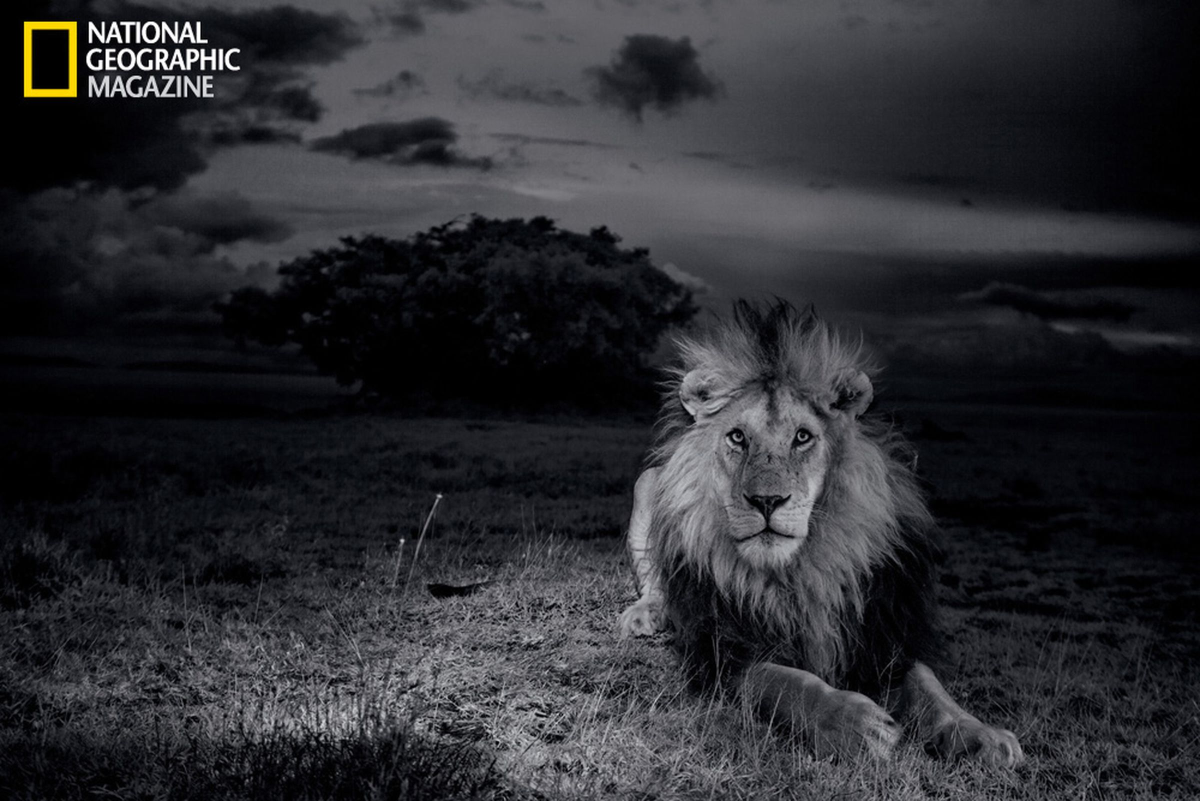 National Geographic photos of Serengeti lions 