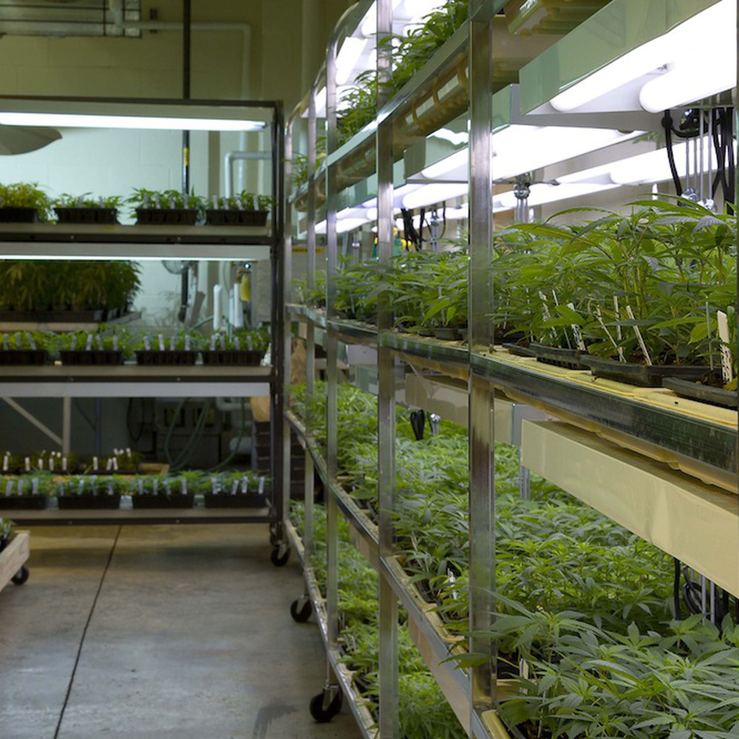 Marijuana plants at the University of Mississippi’s federal clinical stockpile (Credit: University of Mississippi)