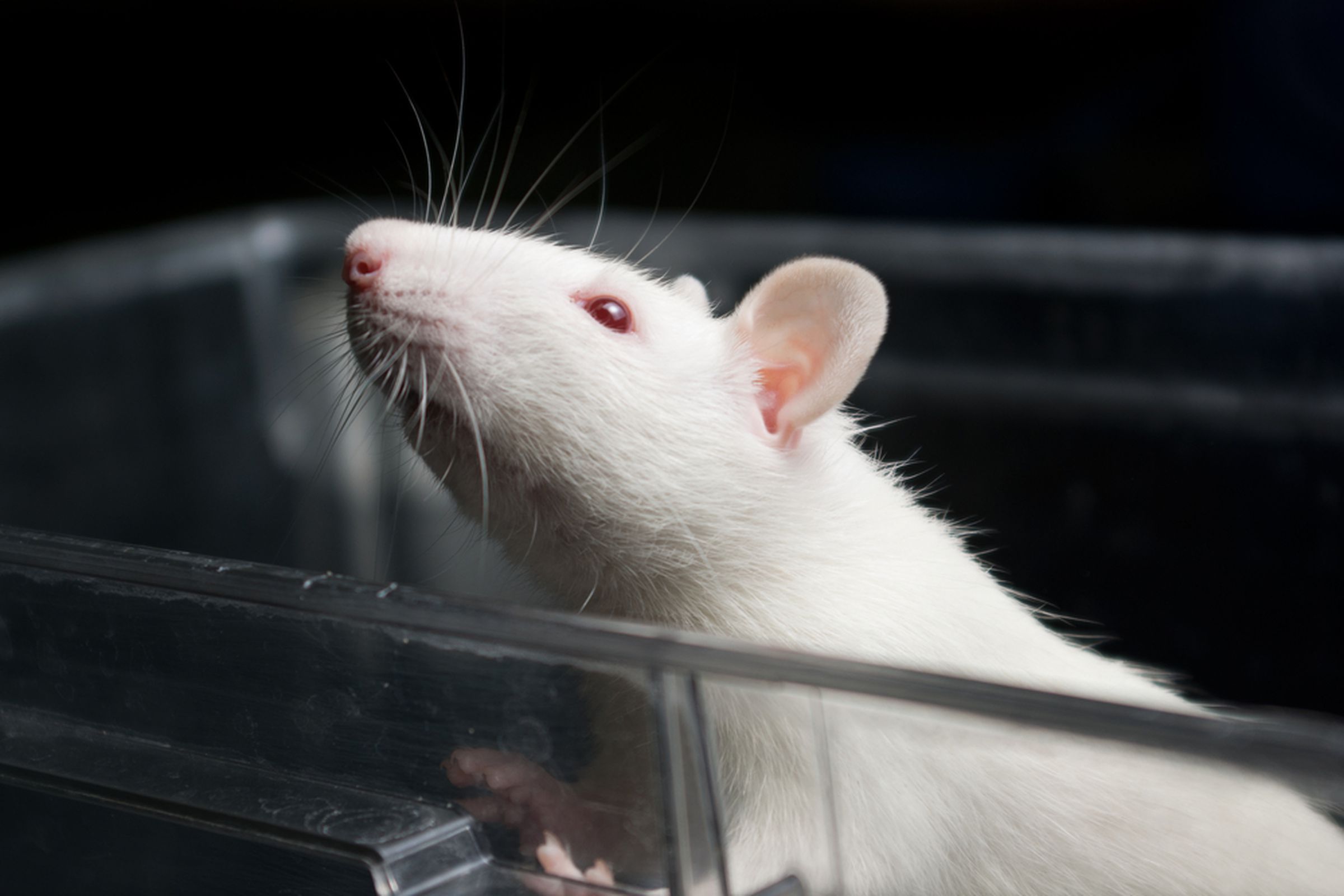 Lab rat (shutterstock)