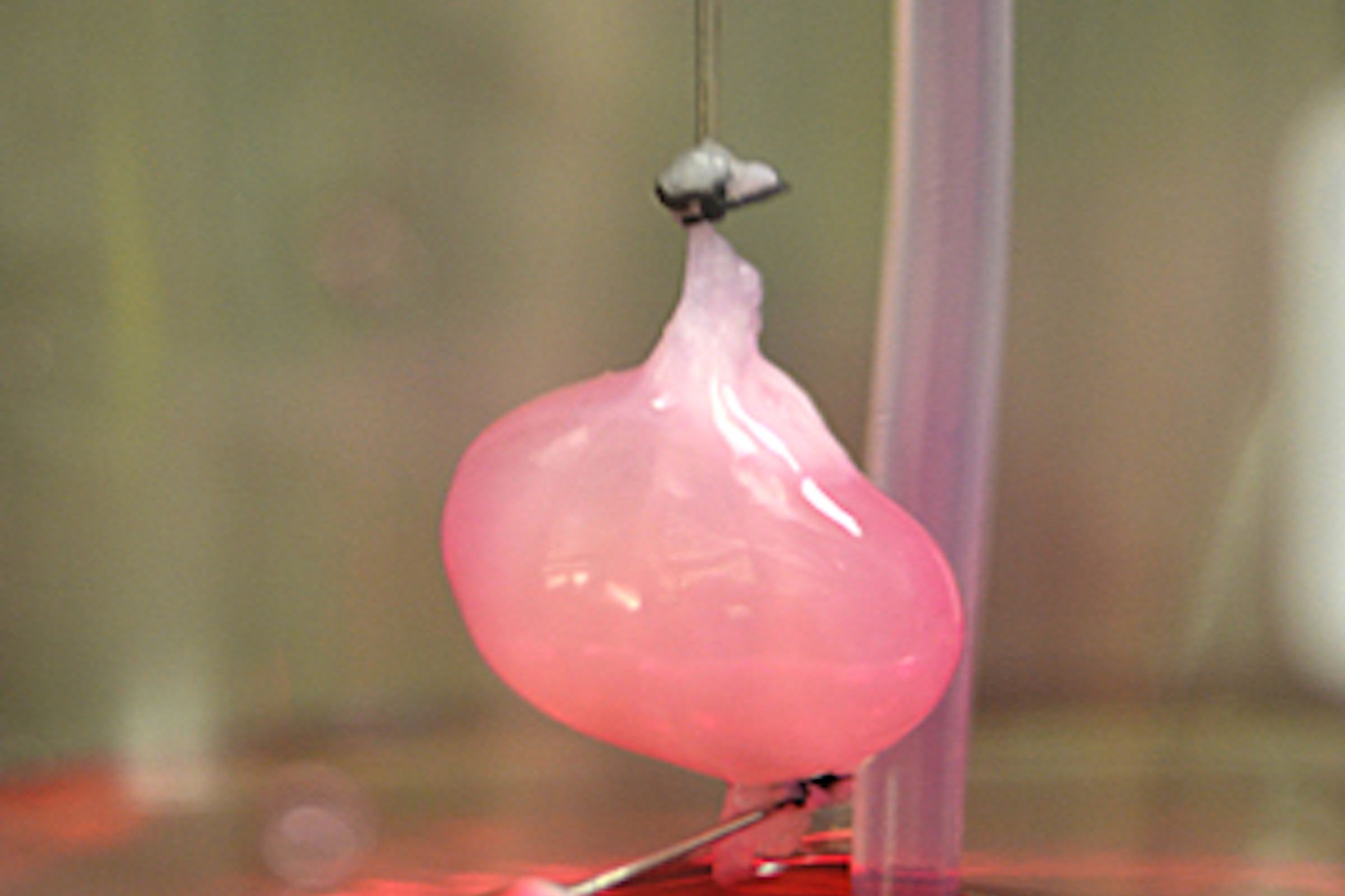 rat kidney grown in lab from Massachusetts General Hospital