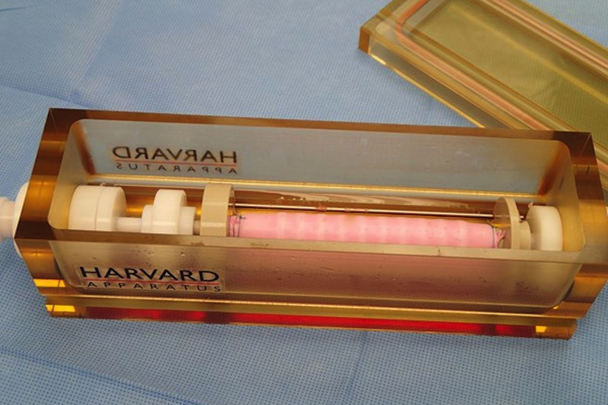 Windpipe trachea scaffold from Harvard Bioscience (Credit: Harvard Apparatus Regenerative Technology)