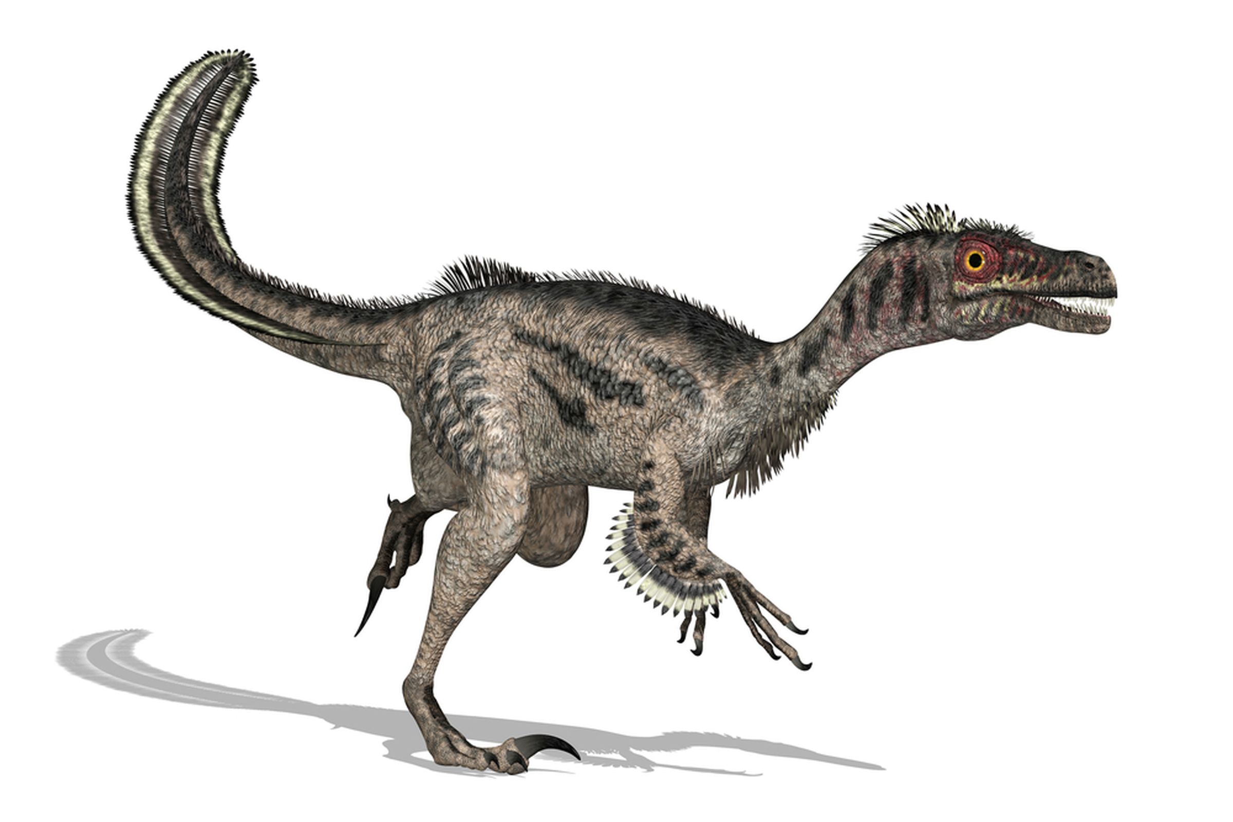 velociraptor dinosaur feathers (Linda Bucklin / Shutterstock.com)
