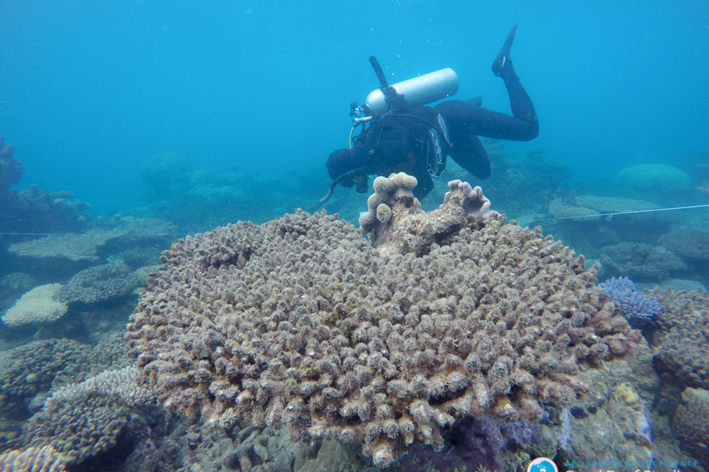 A researcher from the ARC Centre of Excellence for Coral Reef Studies surveys the bleached/dead corals at Zenith Reef, in November 2016.