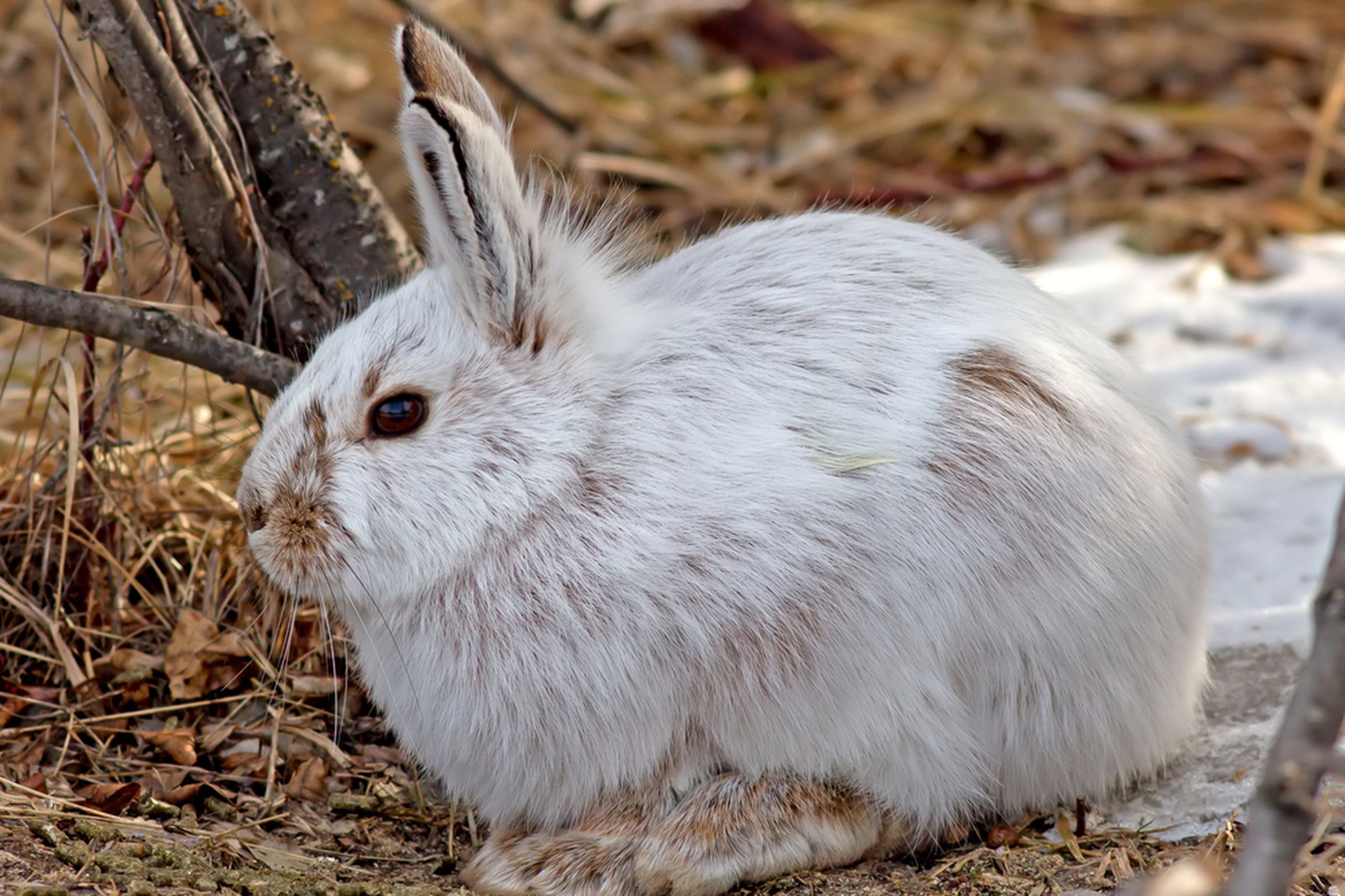 Snowshoe Hare Shutterstock