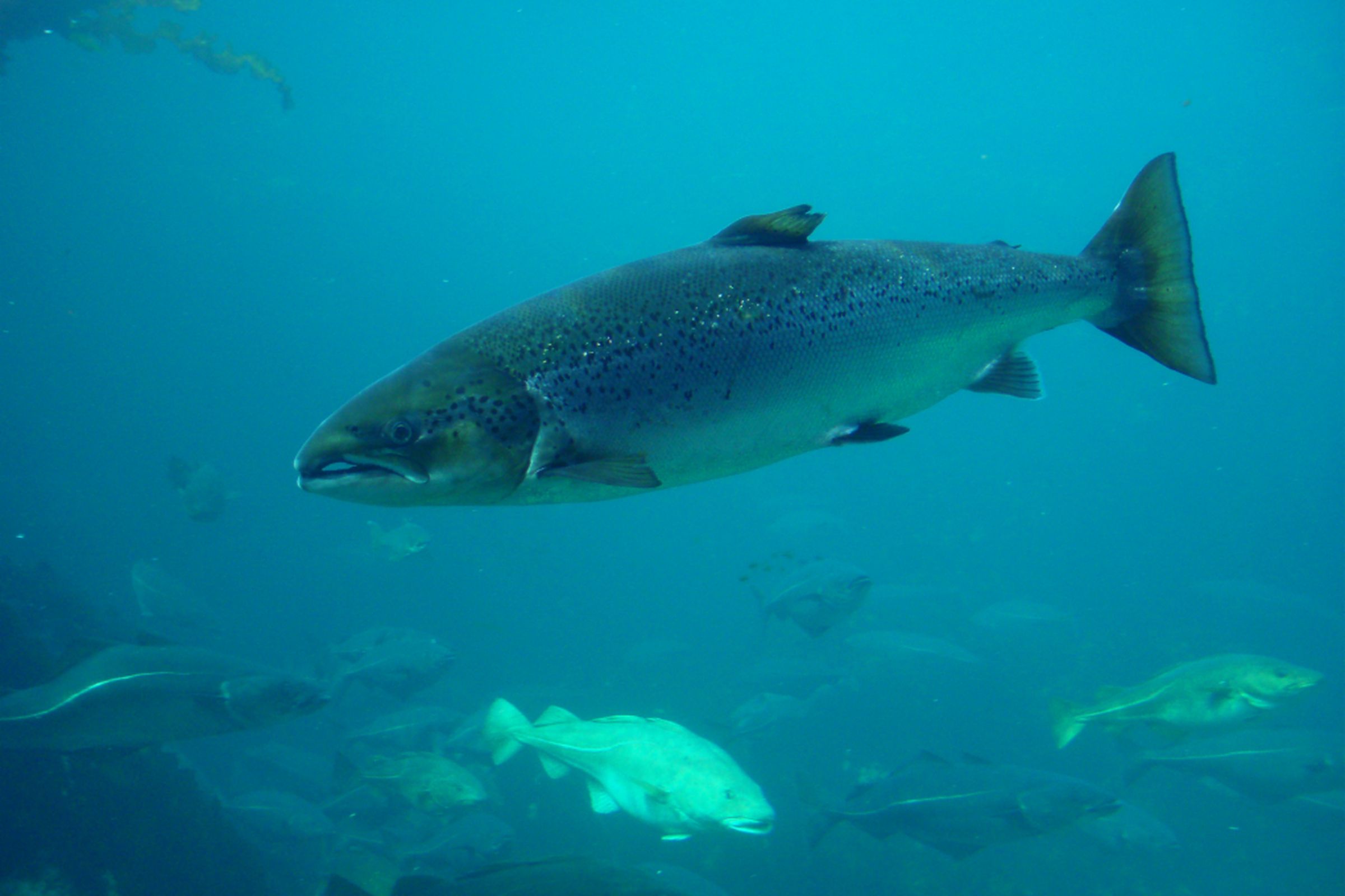 atlantic salmon (wikimedia)