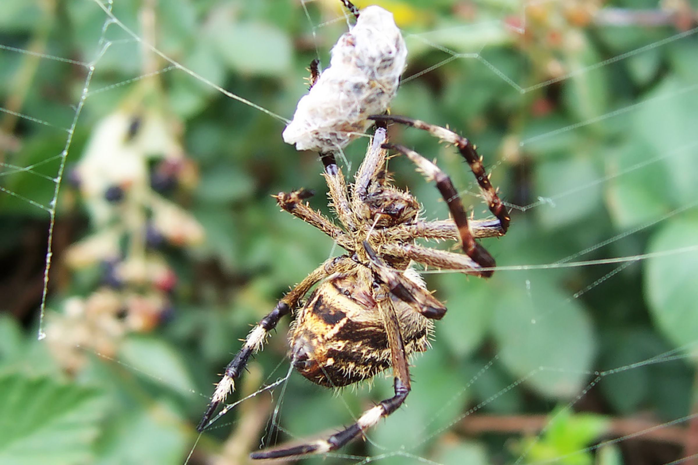 spider web (wikimedia)