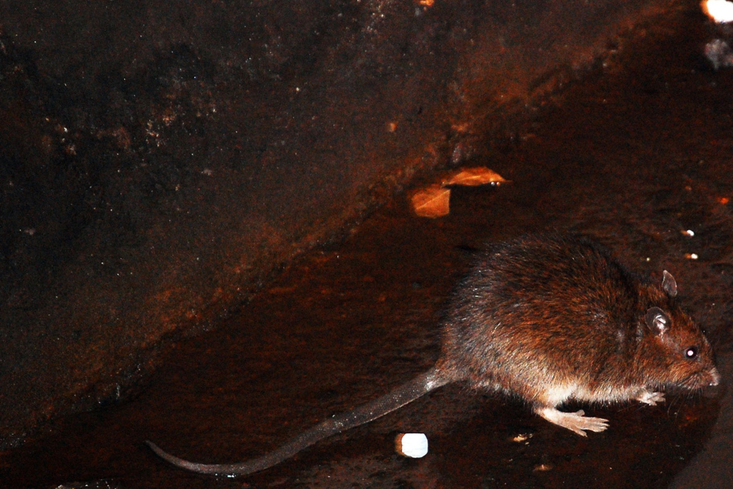 Rat observed in the Atlantic-Pacific subway station in Brooklyn, New York