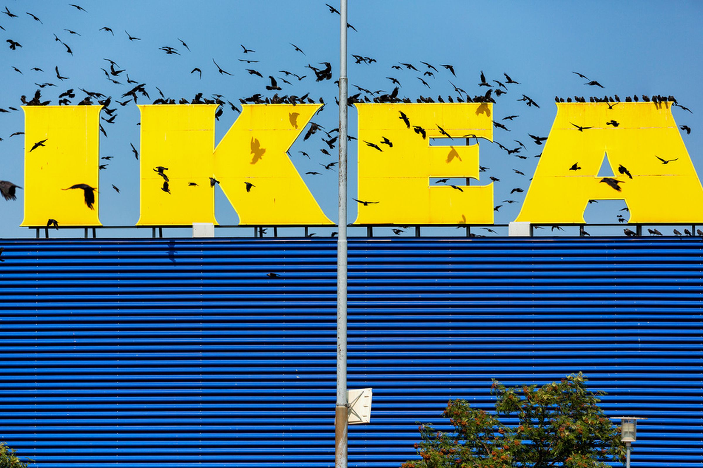 Икеа собирается возвращаться. Ikea font. Почтовая рассылка ikea. Икеа знак. Фабрика икеа в Тихвине.