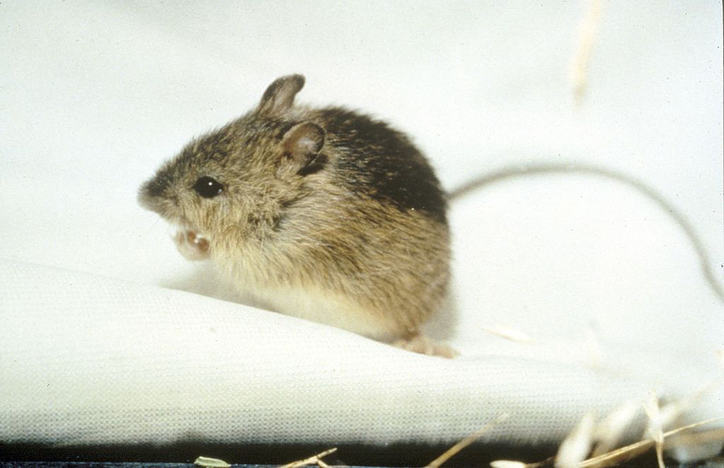 This is a Zapus — a type of jumping mouse found in North America. 