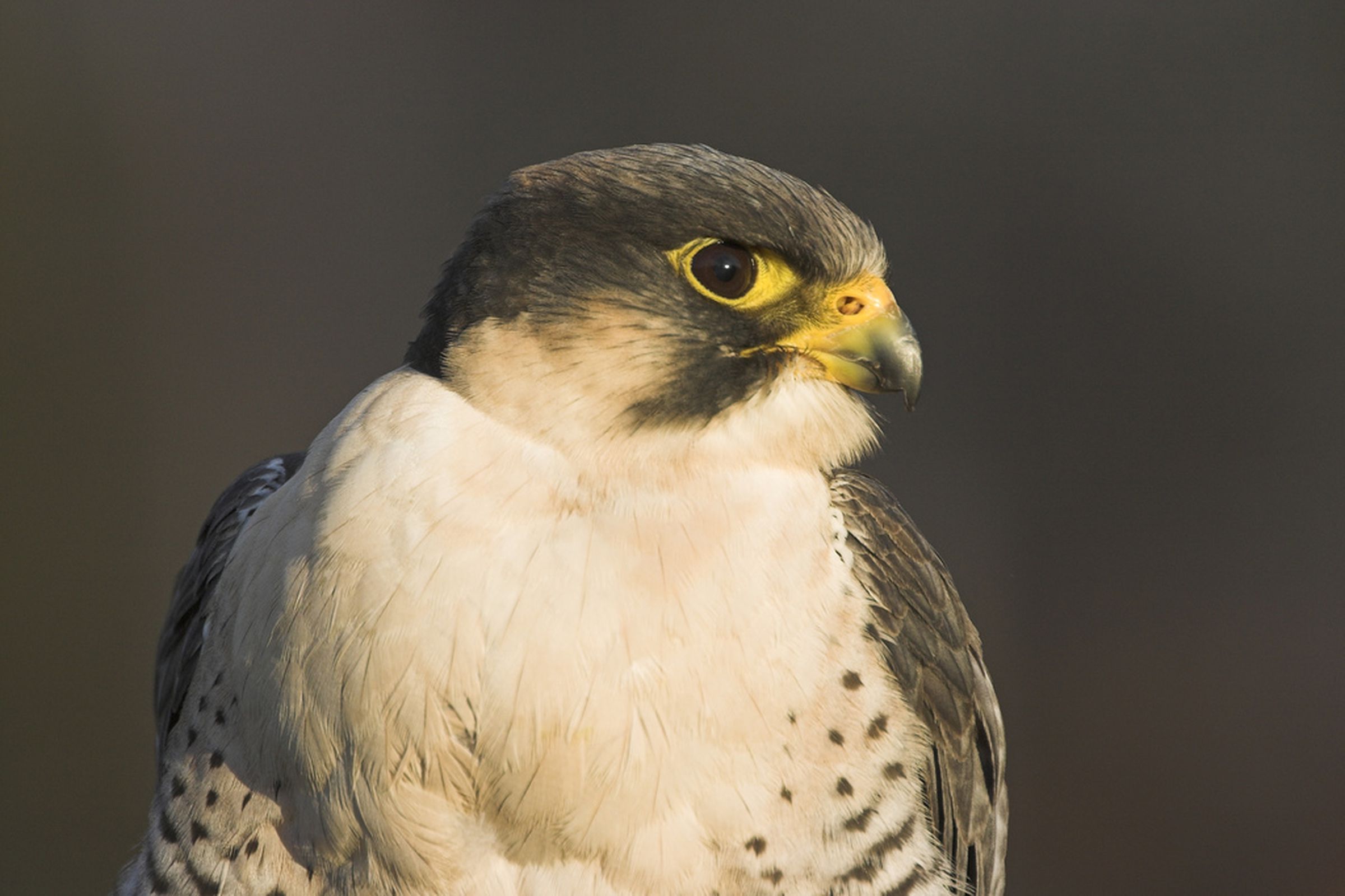 Peregrine Falcon