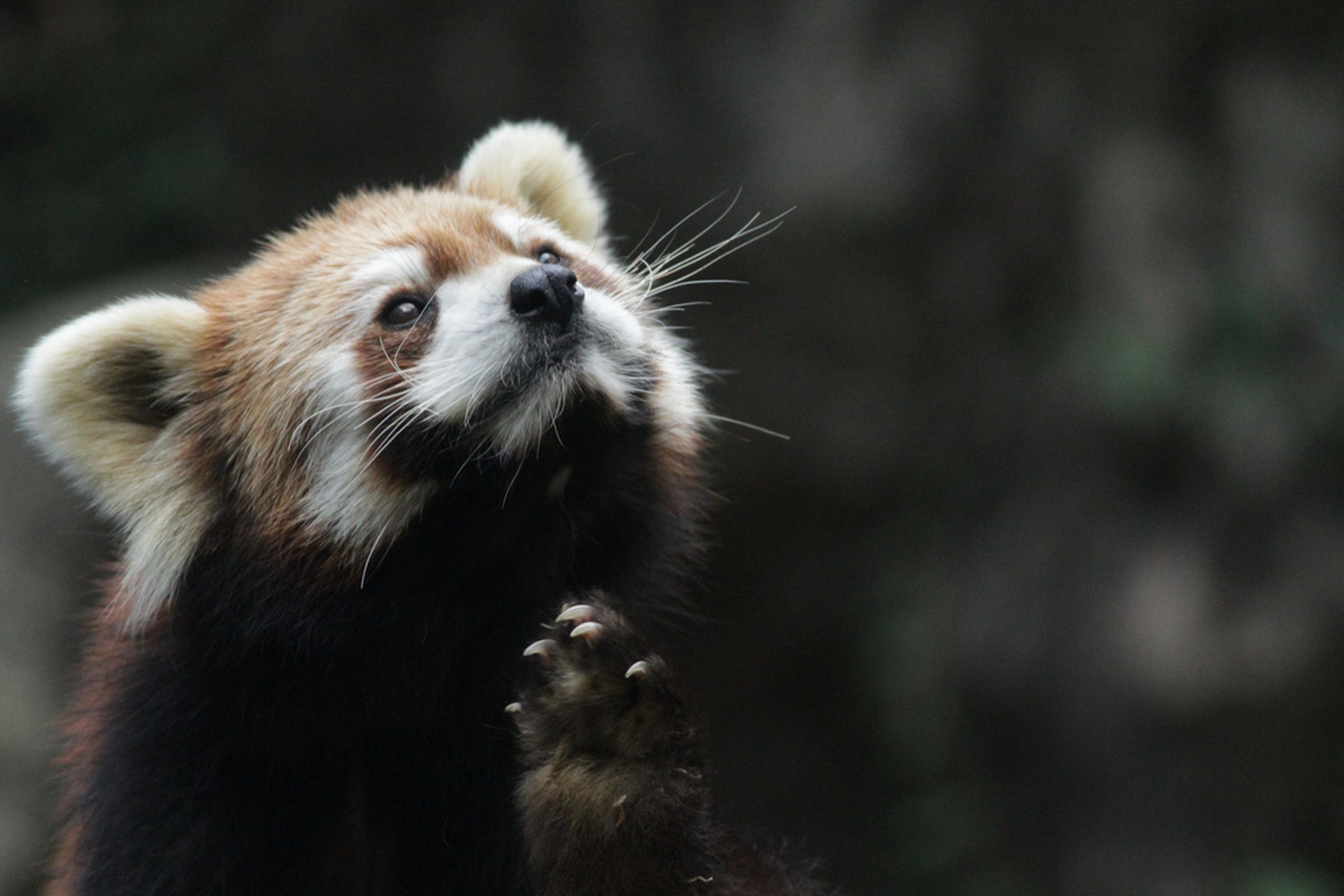 Firefox Red Panda (Flickr)