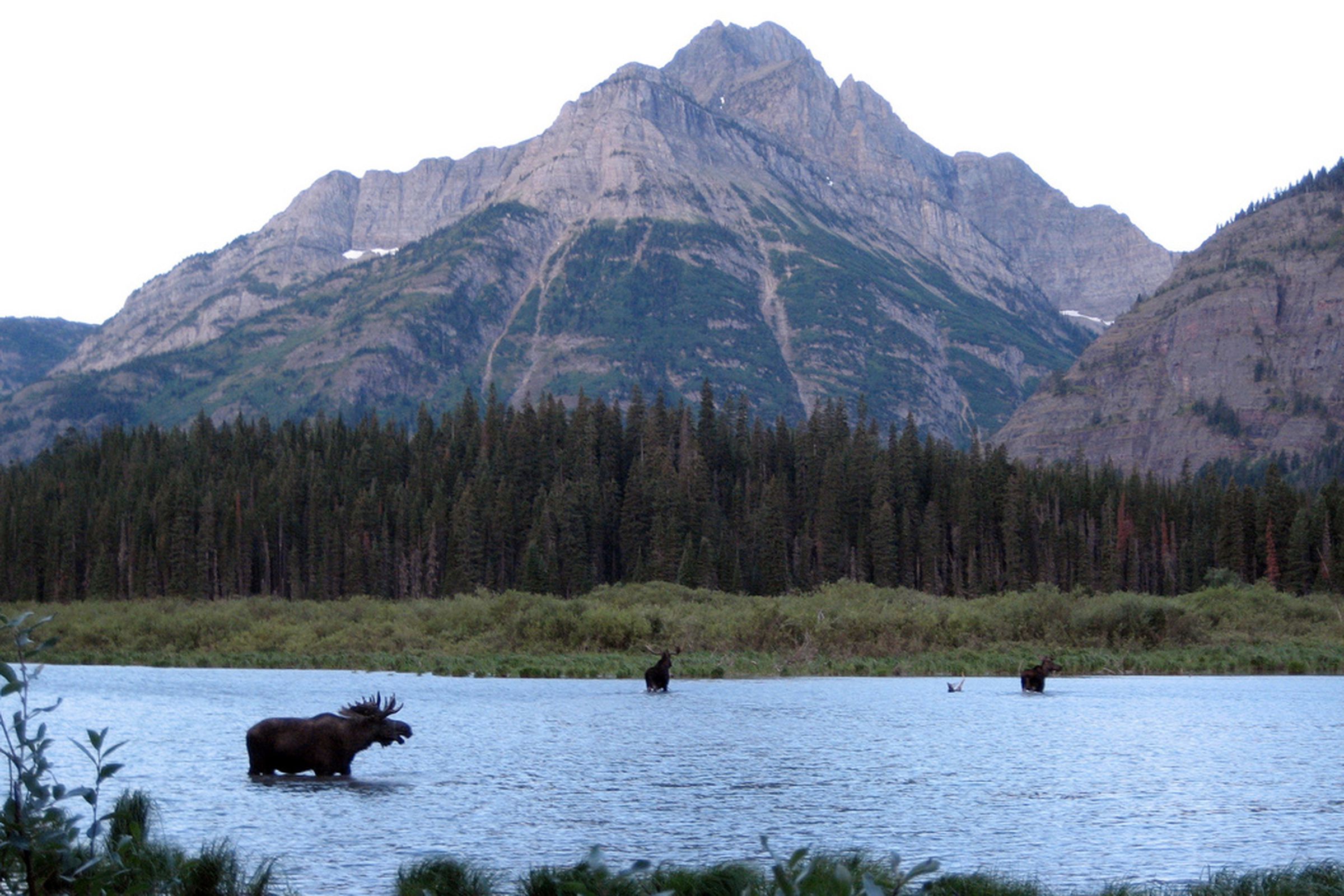 moose (flickr)