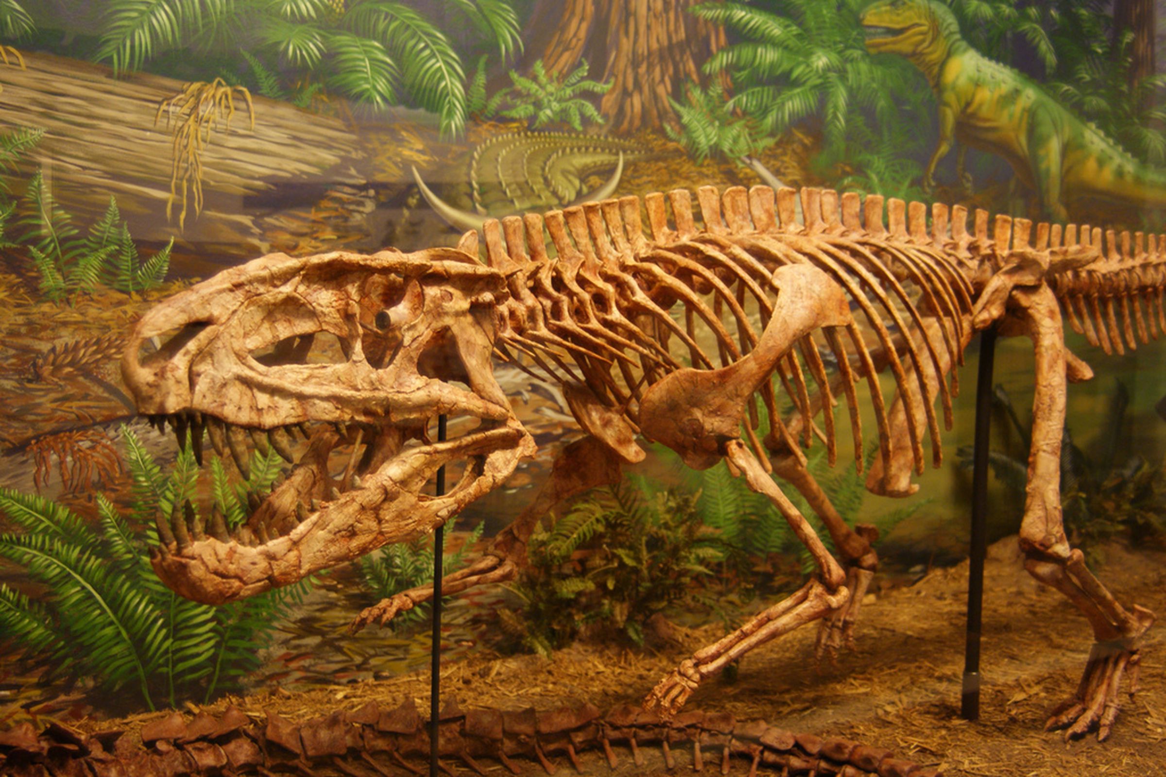 Postosuchus, a Triassic archosaur at the Museum of Texas Tech University, by Dallas Krentzel on Flickr, CC-BY-2.0. 