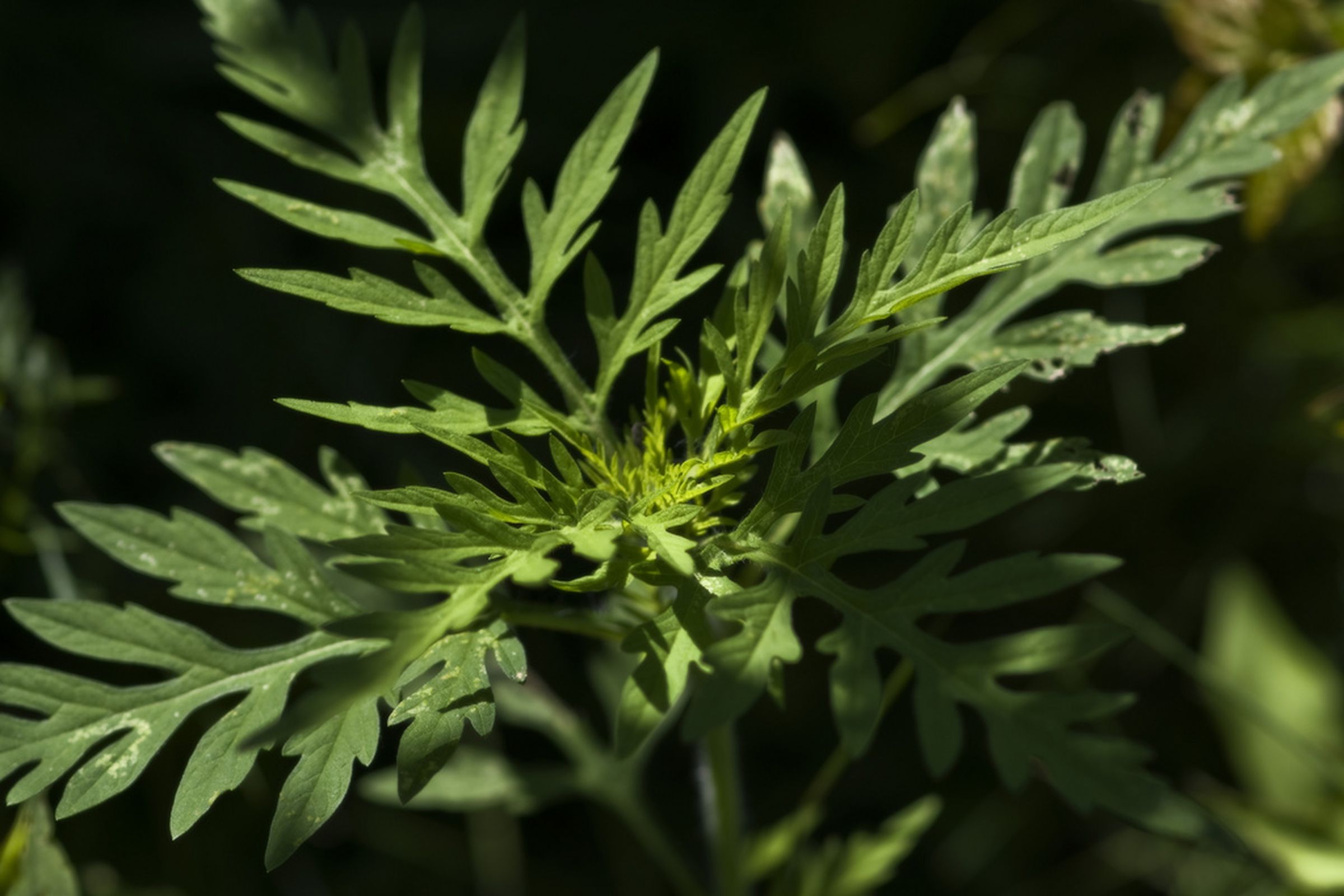 Ragweed is invading Europe, and climate change will make it worse - The ...