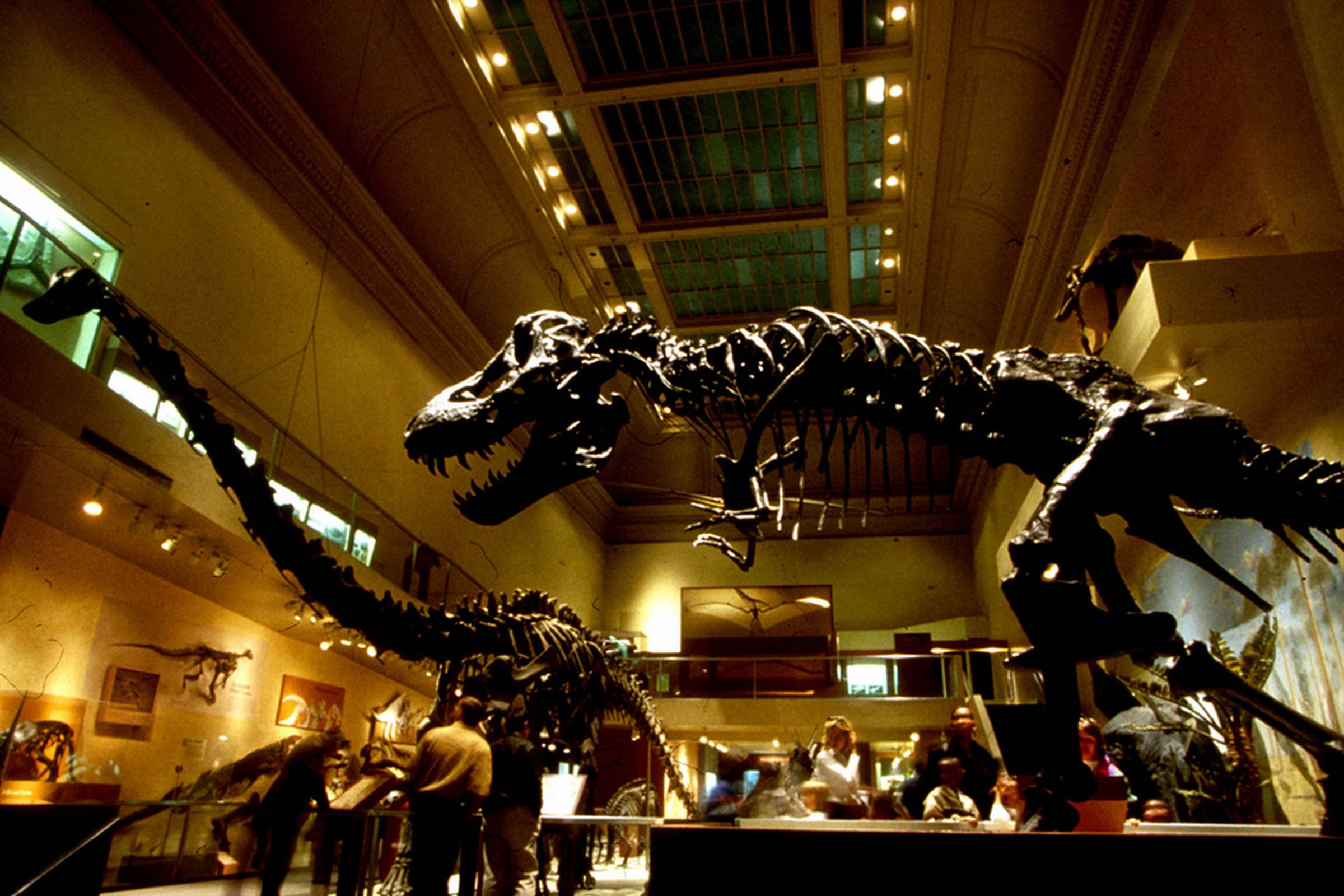 Dinosaur fossils Smithsonian National History Museum