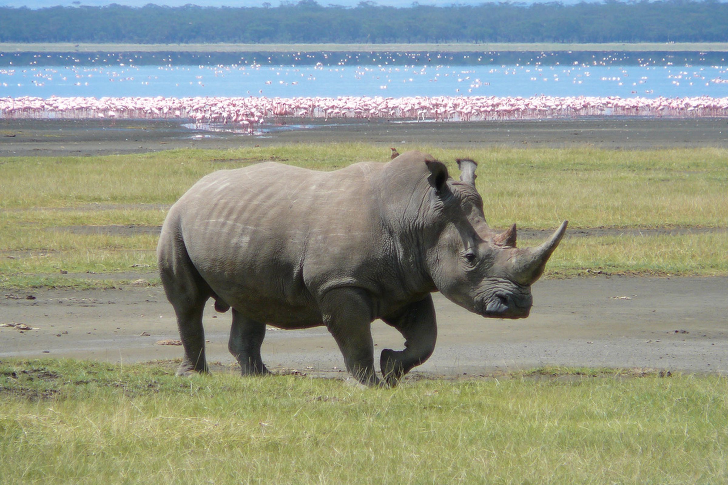 white rhino kenya (flickr)