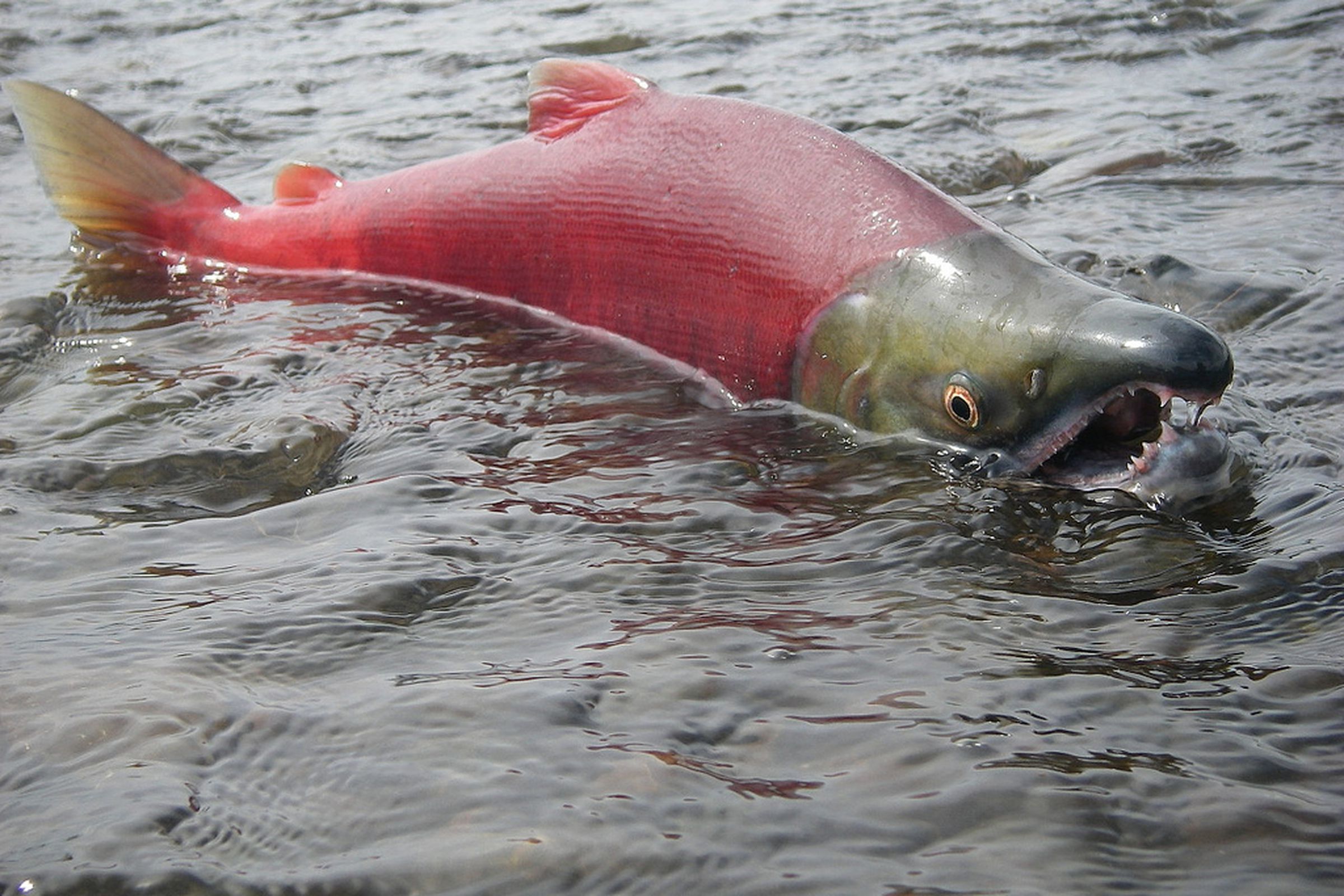 Male sockeye salmon spawning north of Dillingham, Alaska
