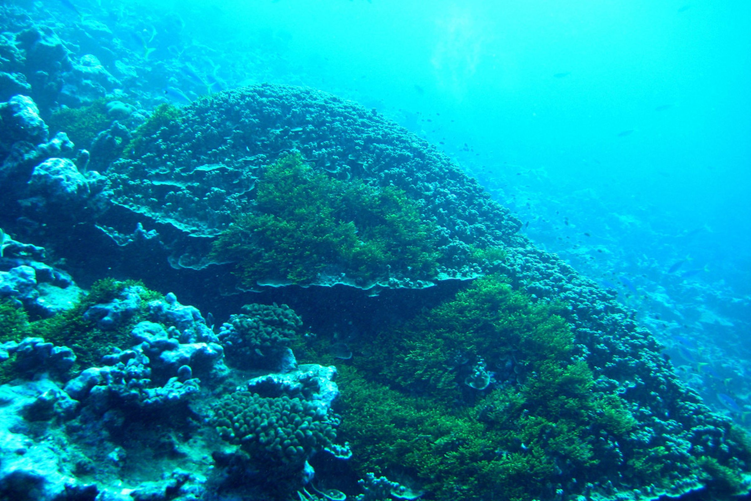 Coral Reef - Attribute NOAA / Flickr