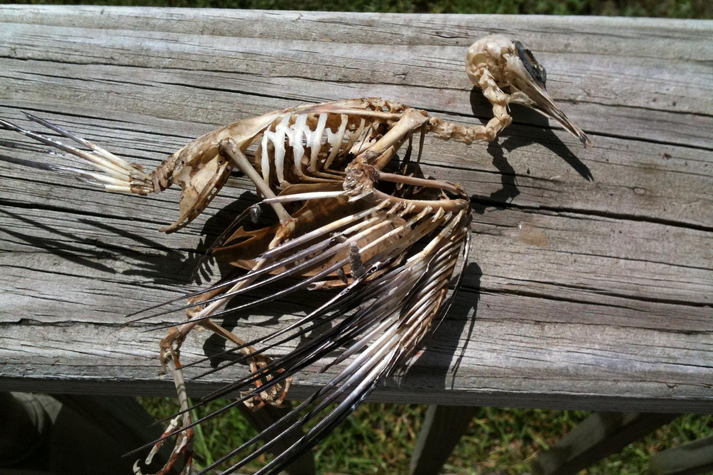 dead bird skeleton