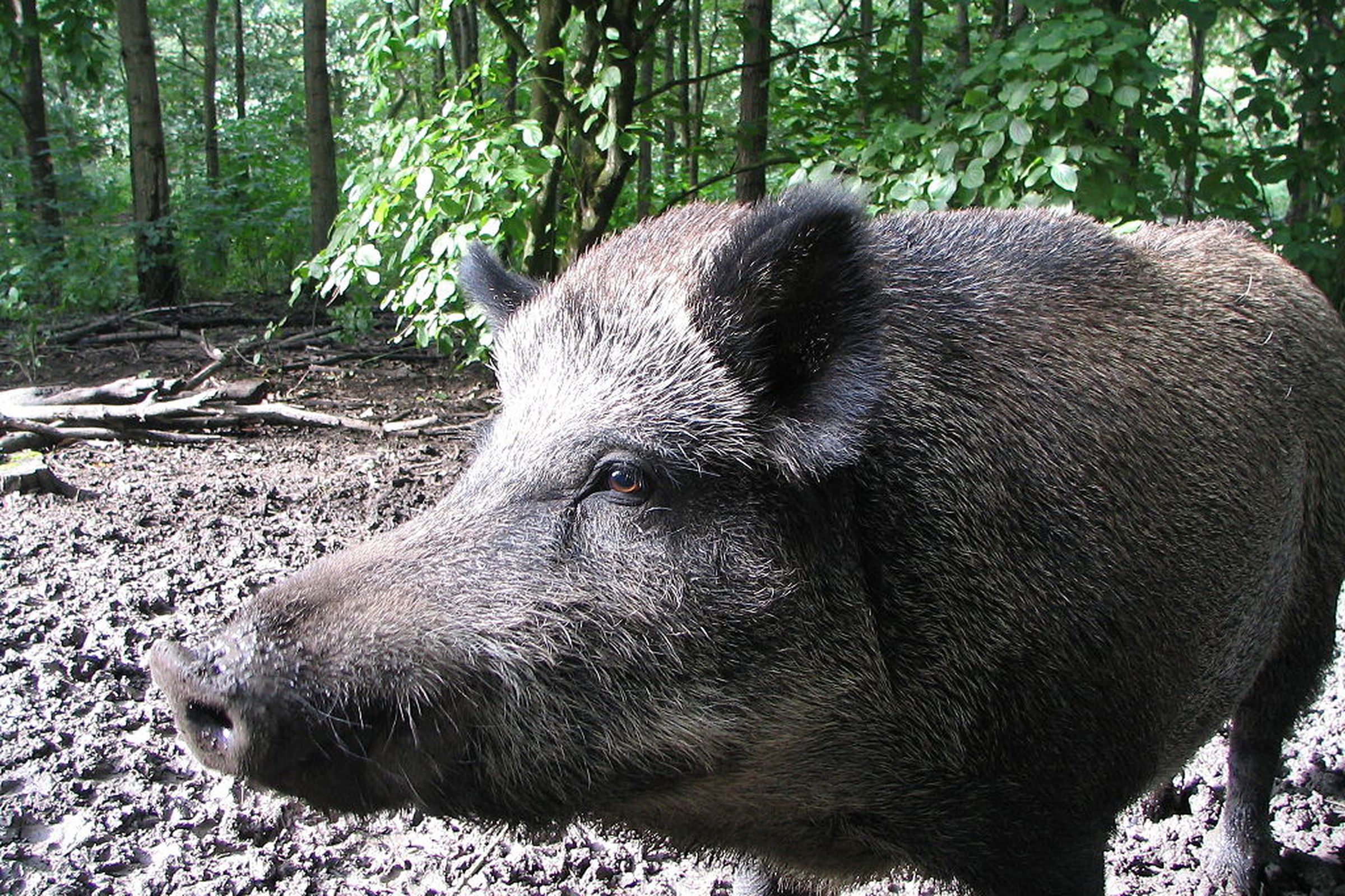 wild boar wikimedia