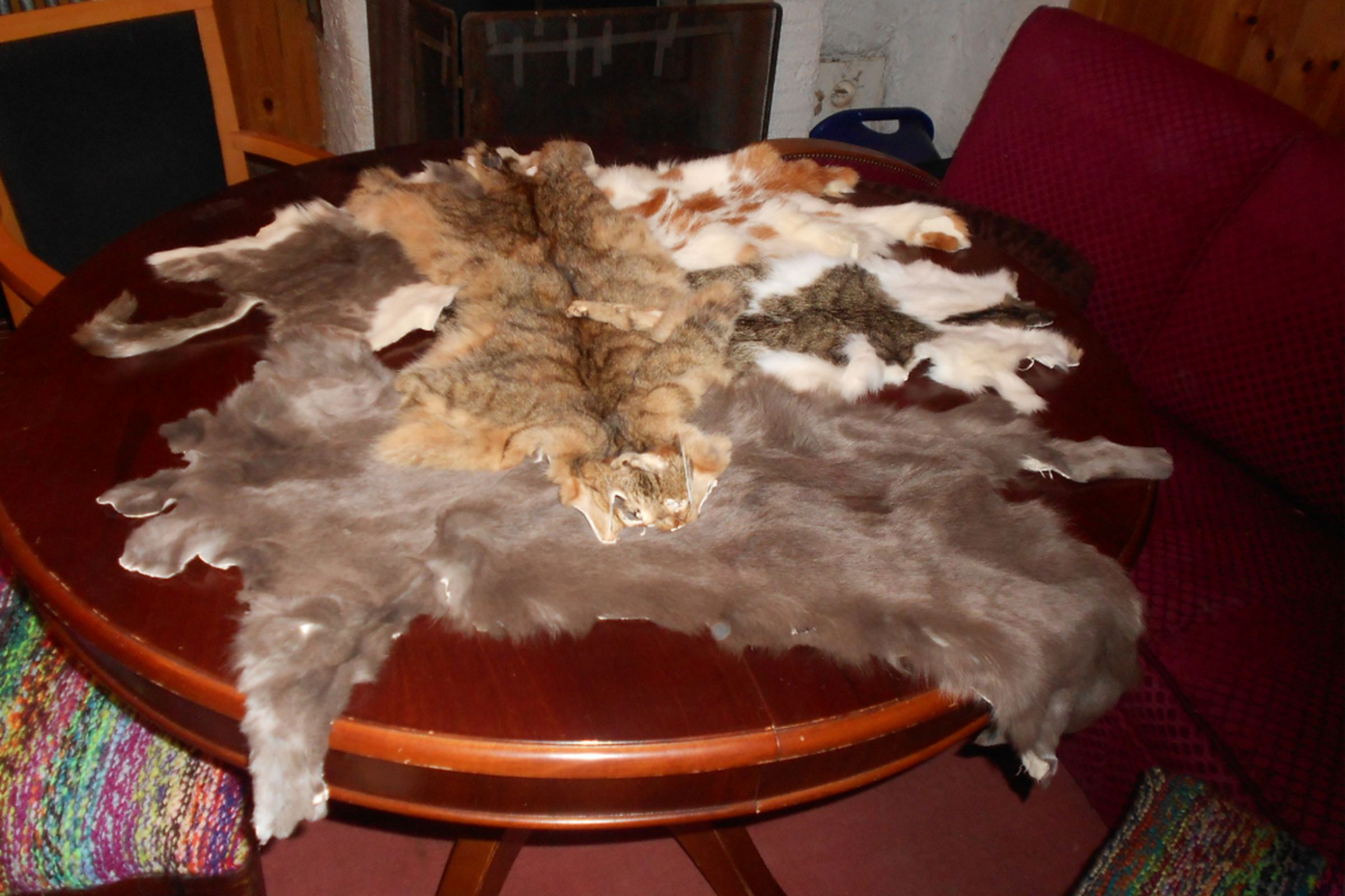 cat furs (1024)