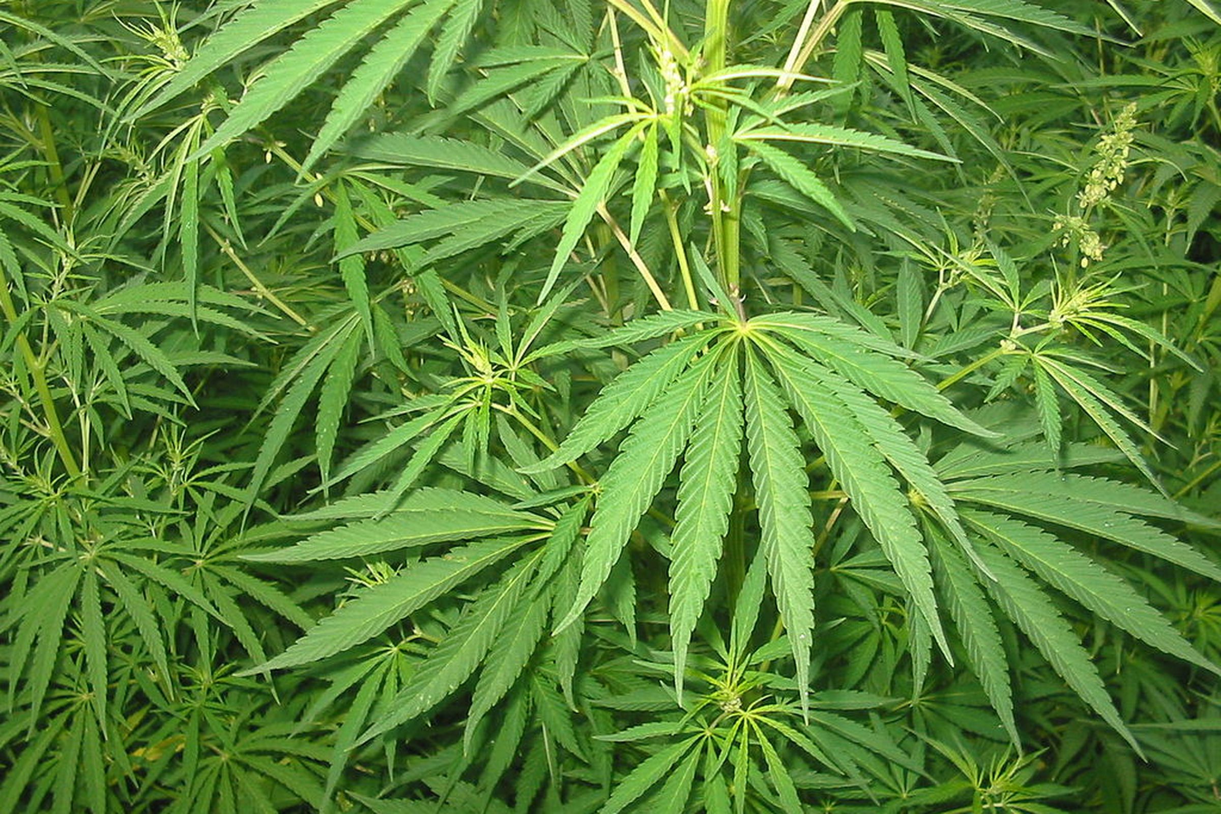 cannabis (wikimedia)