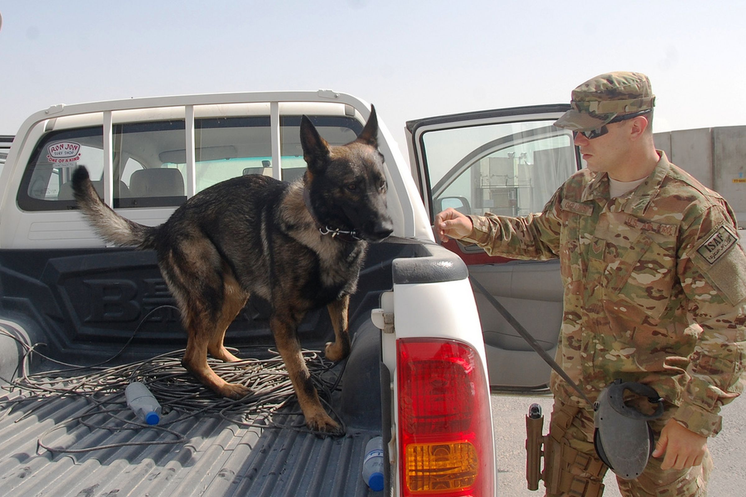 Military Dog (401st_AFSB/Flickr)