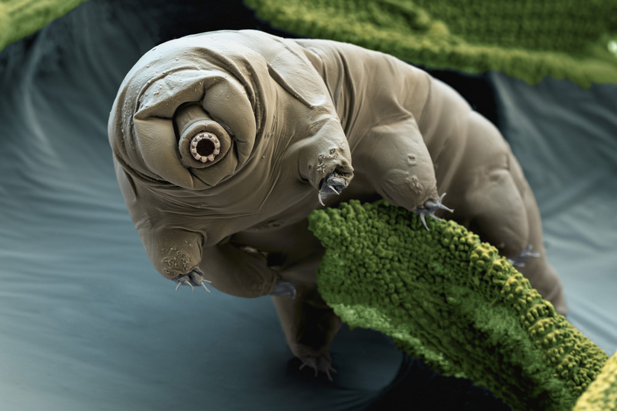 tardigrade, water bear