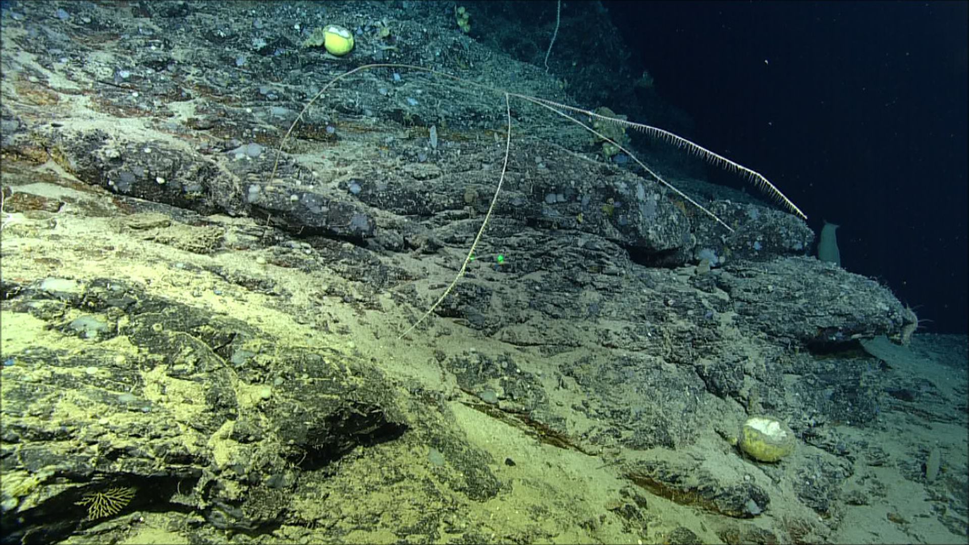 New species of meat-eating sponge found off the coast of Canada - The Verge