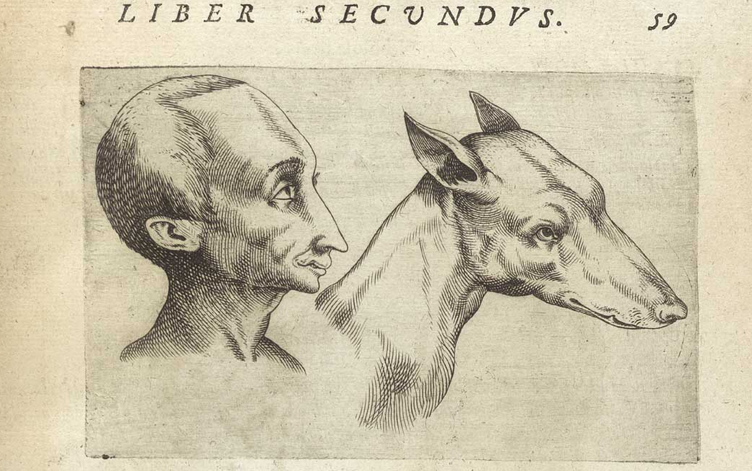 An illustration of physiognomy from Giambattista della Porta’s De humana physiognomonia