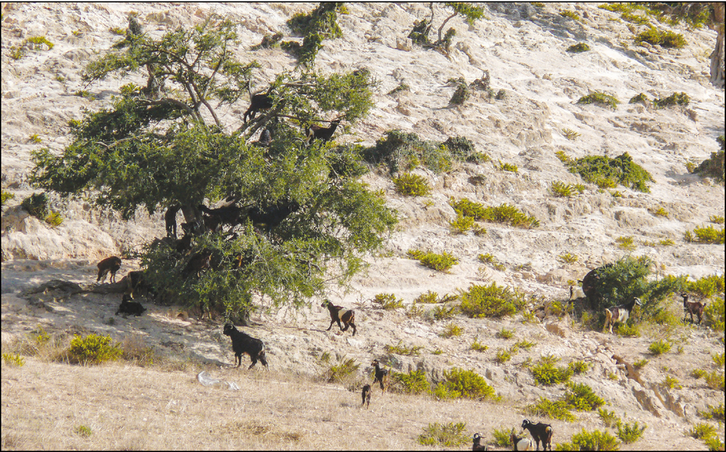 In some arid habitats, such as argan forests, most green vegetation is on the tops of trees and goats climb there to feed.