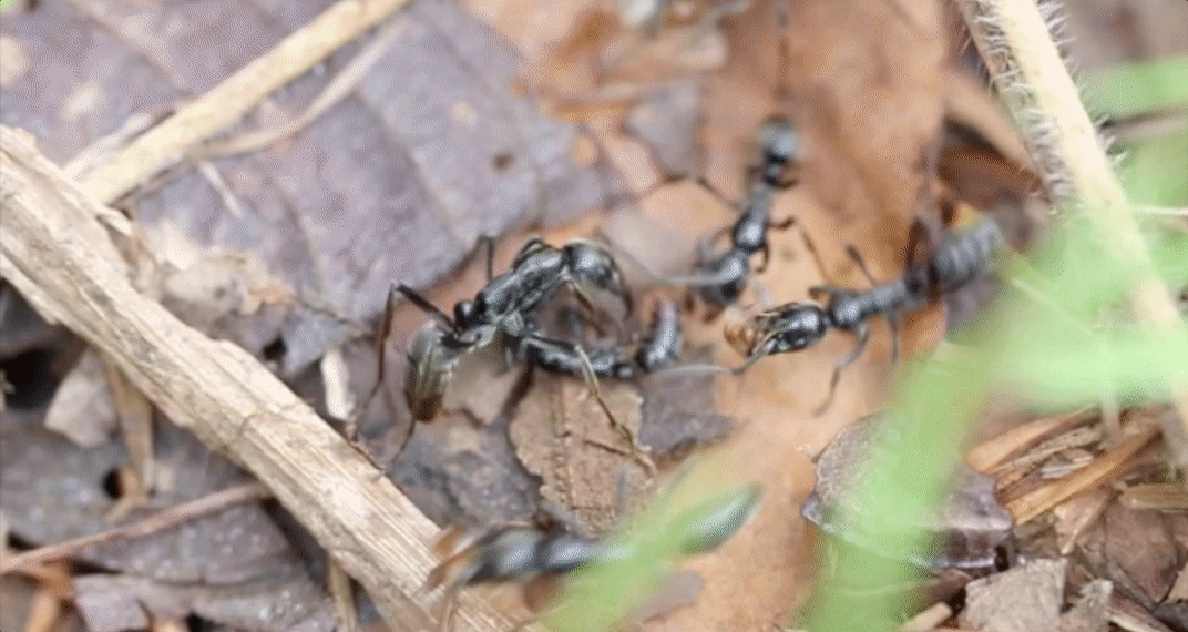 A severely injured ant does not cooperate in the rescue mission.