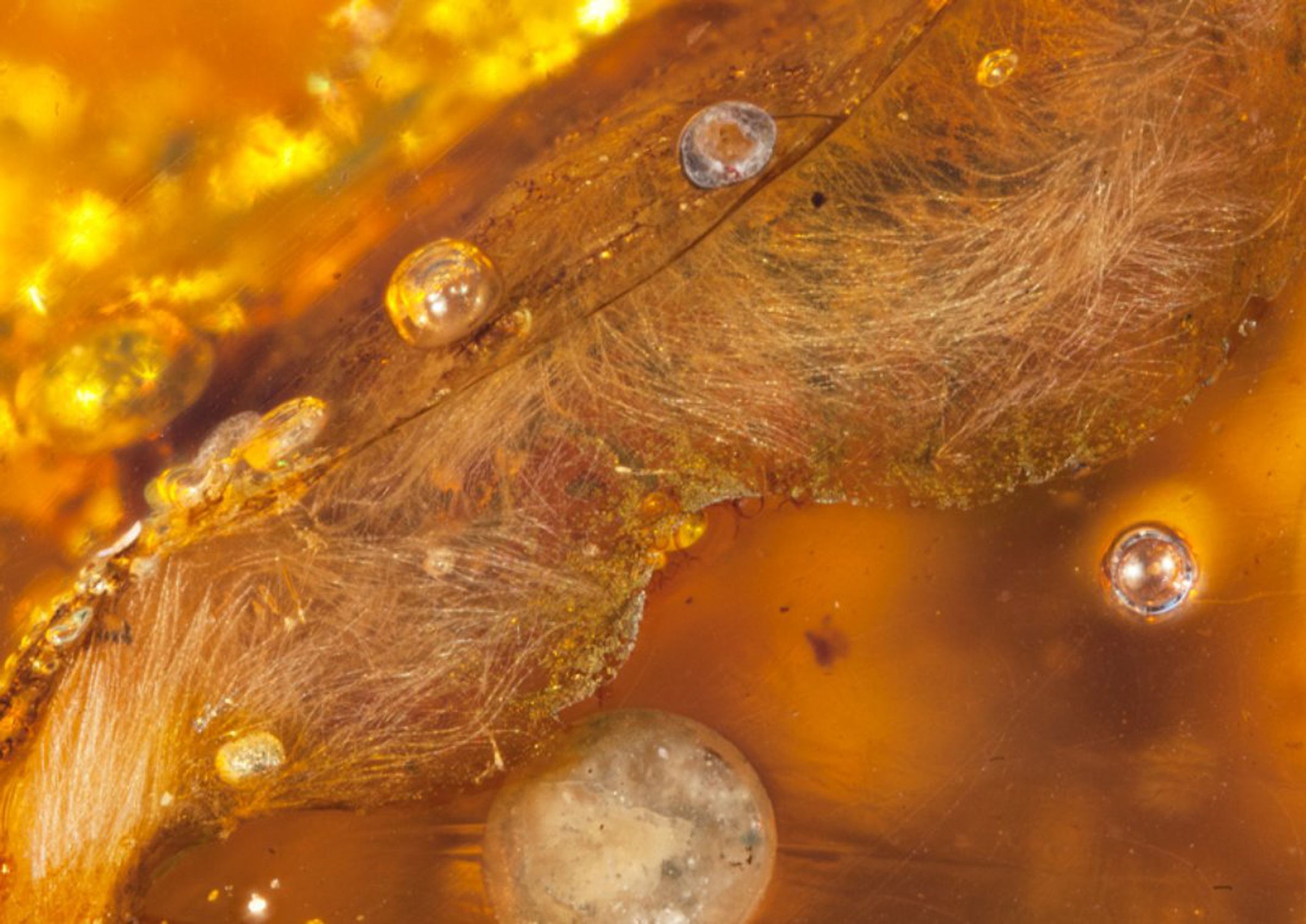 Dinosaur-era wings preserver in amber