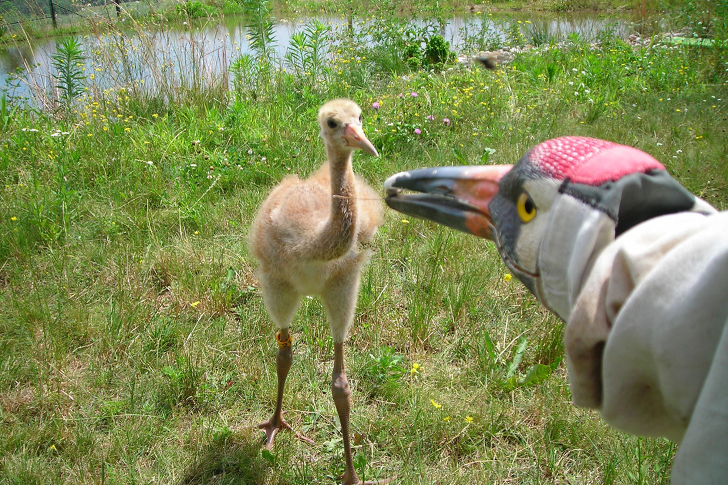 Whooping crane hand puppet