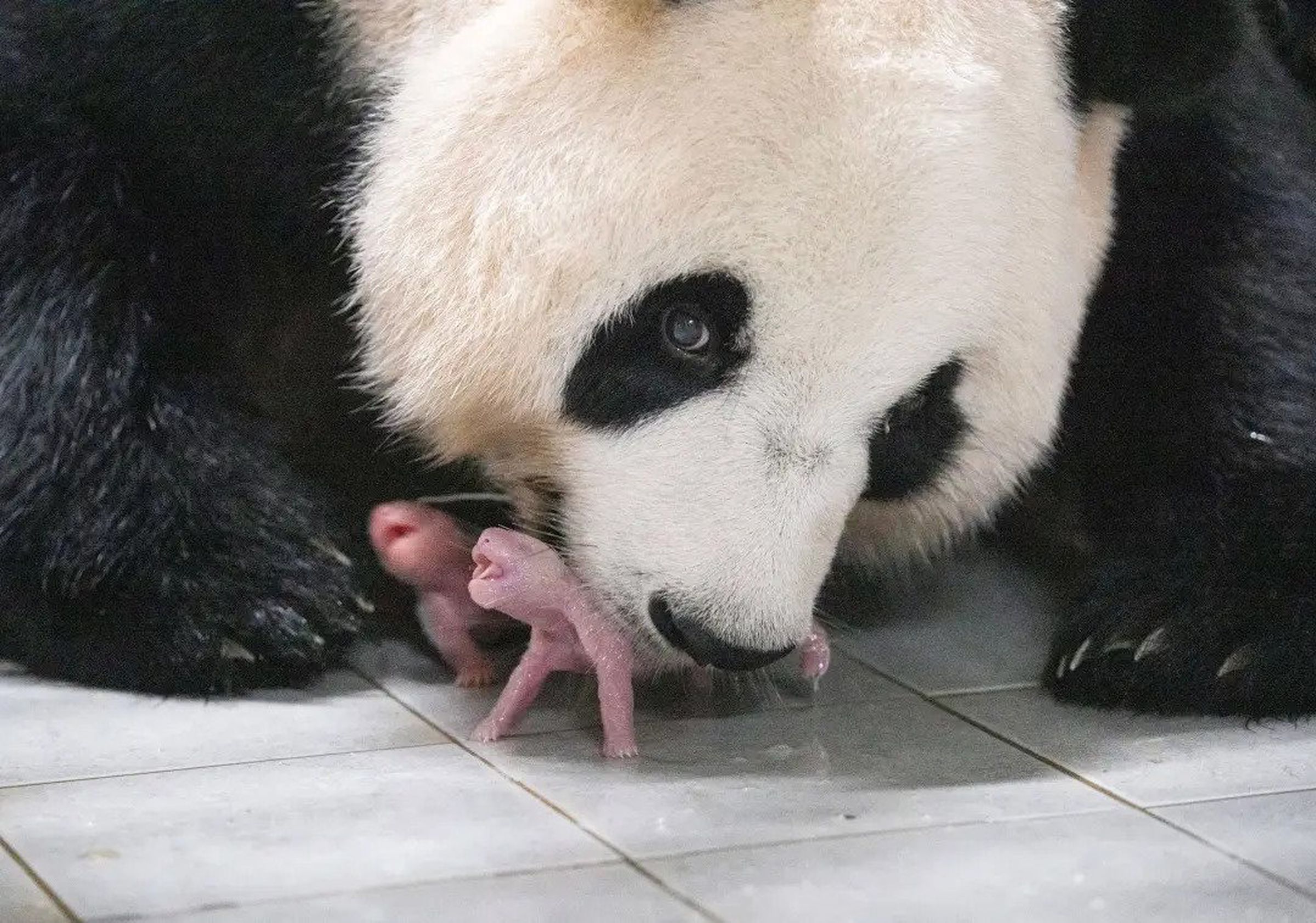 A giant panda and her two newborn cubs.