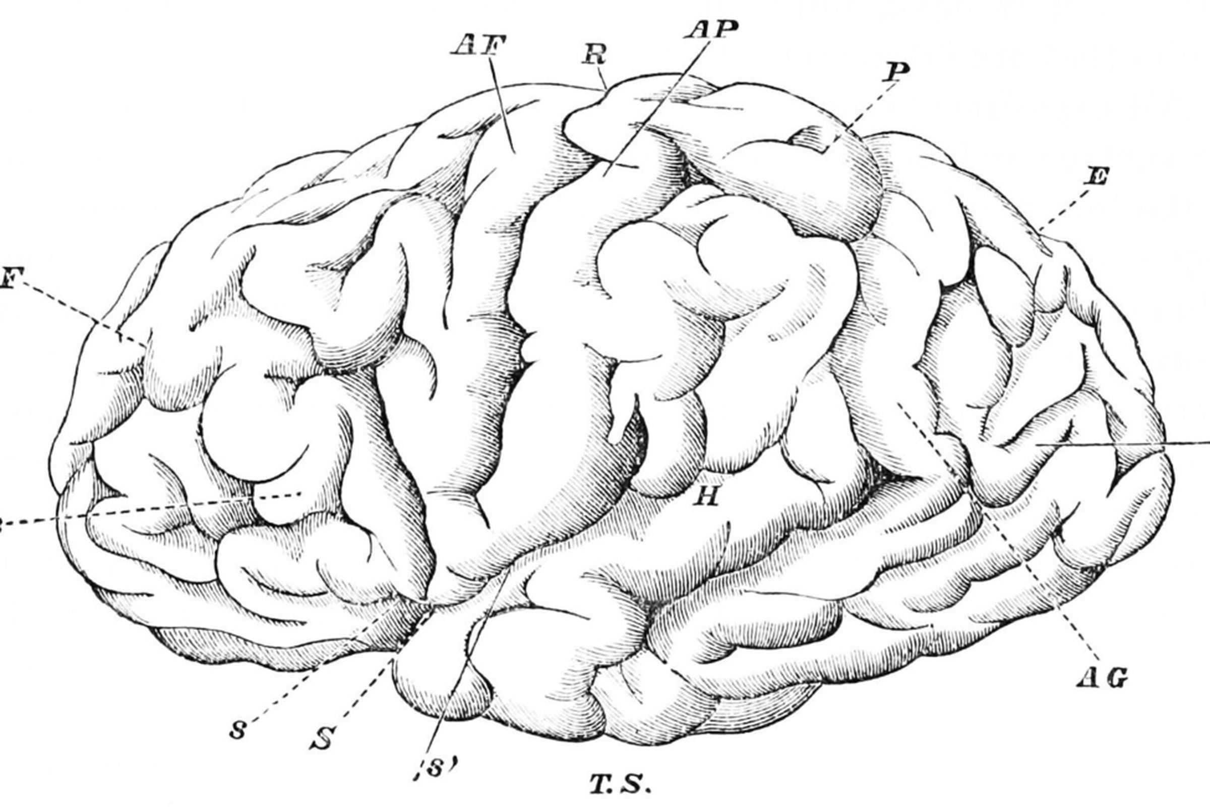 Brain drawing (Wikimedia)