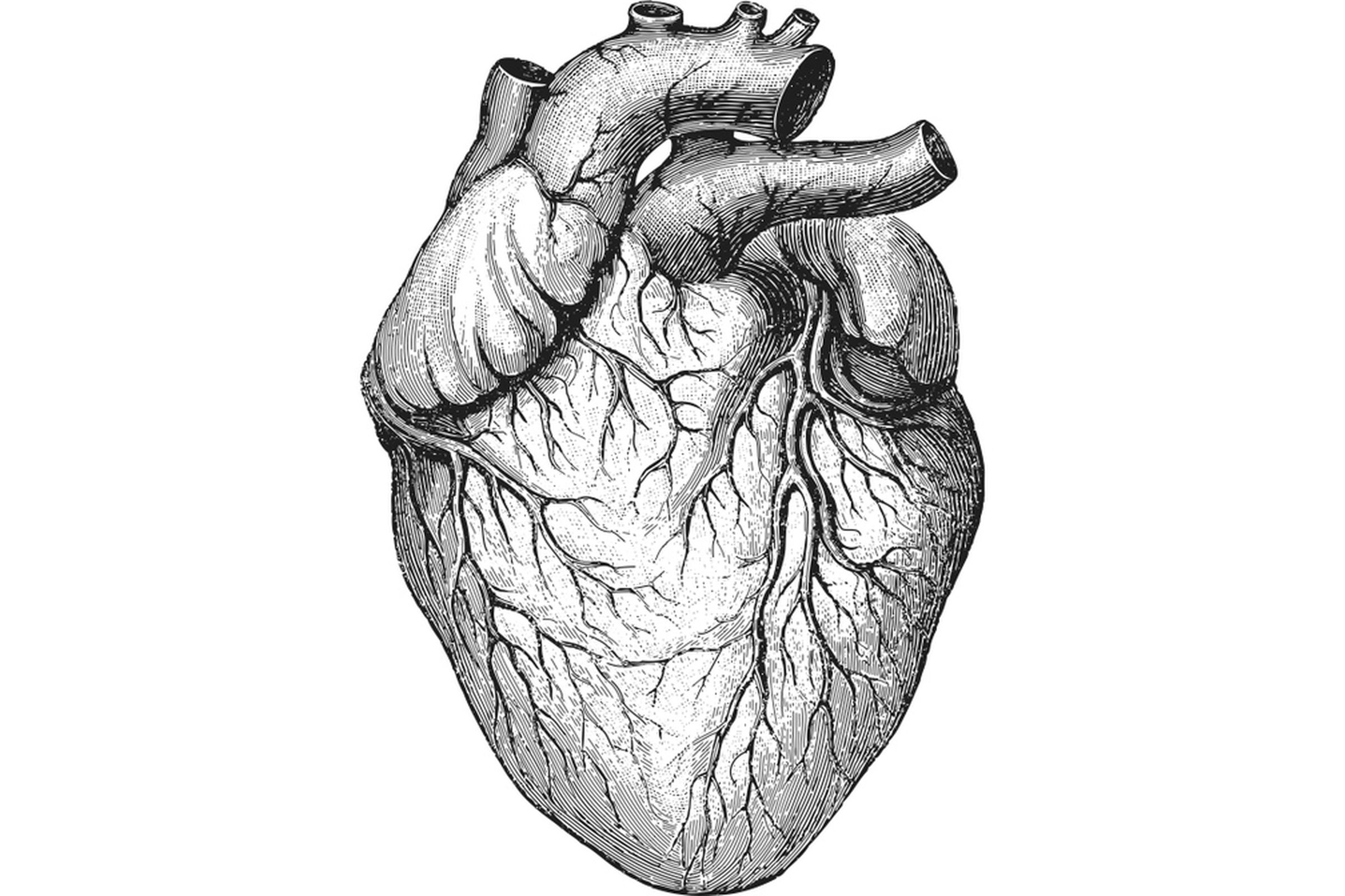 heart diagram shutterstock