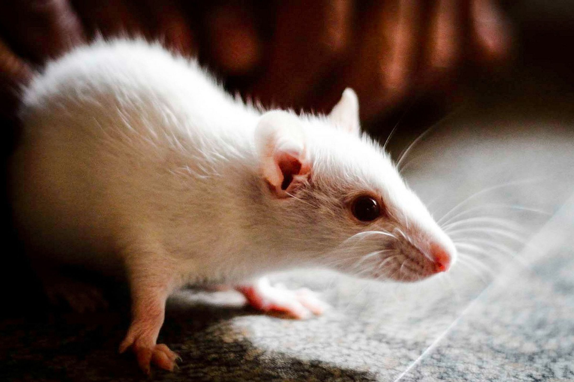 Зрение мыши. Белая мышь. Мышь домашняя белая. Белый мышонок. Мышка белая Живая.