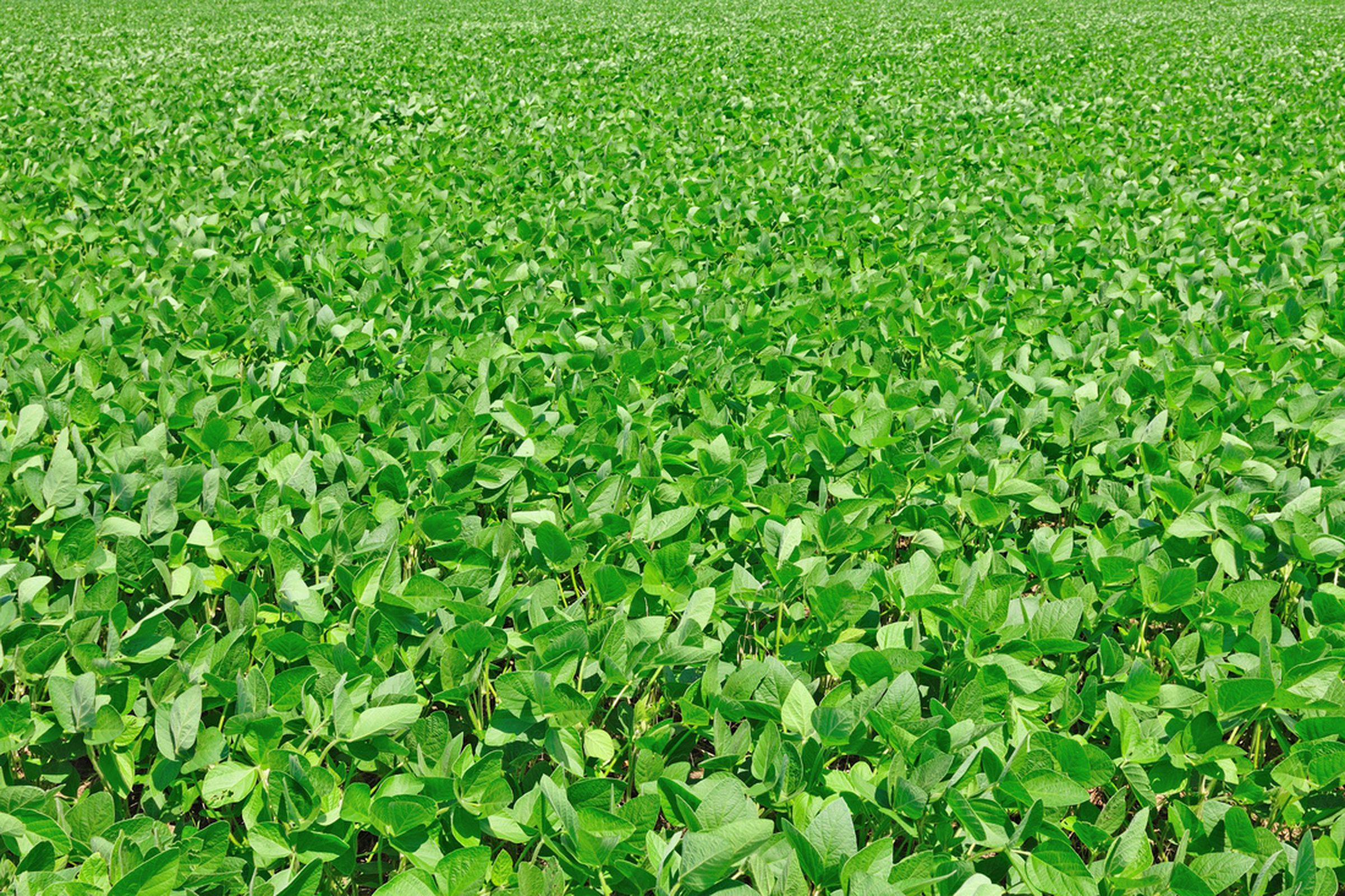 soybean field (press image)