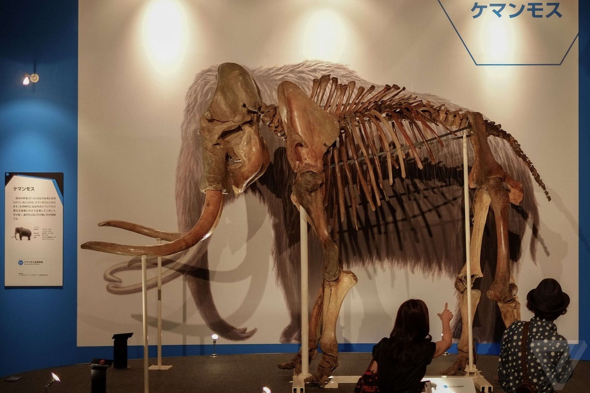 Woolly mammoth exhibition in Yokohama, Japan