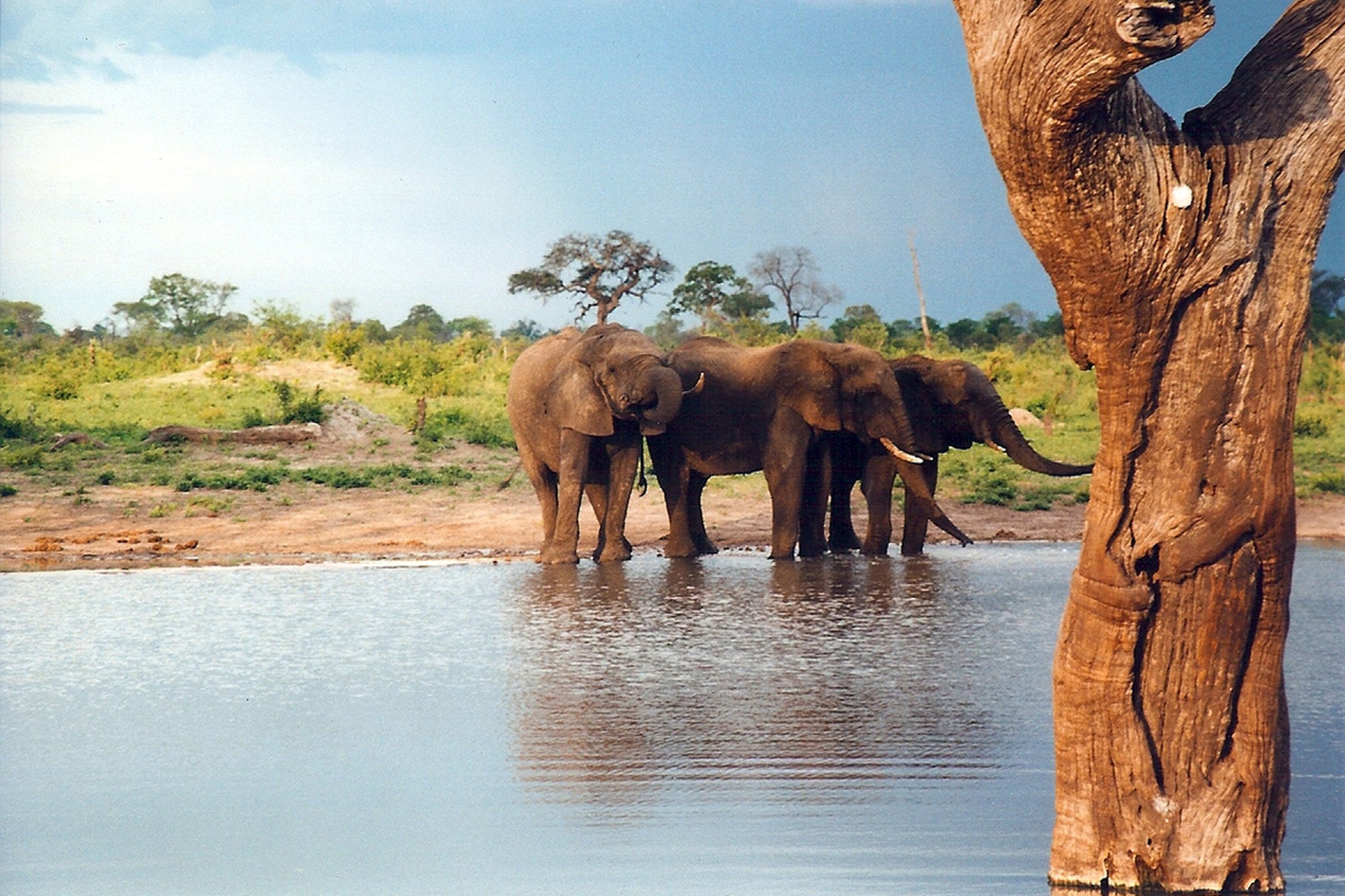 elephant water hole (wikimedia)